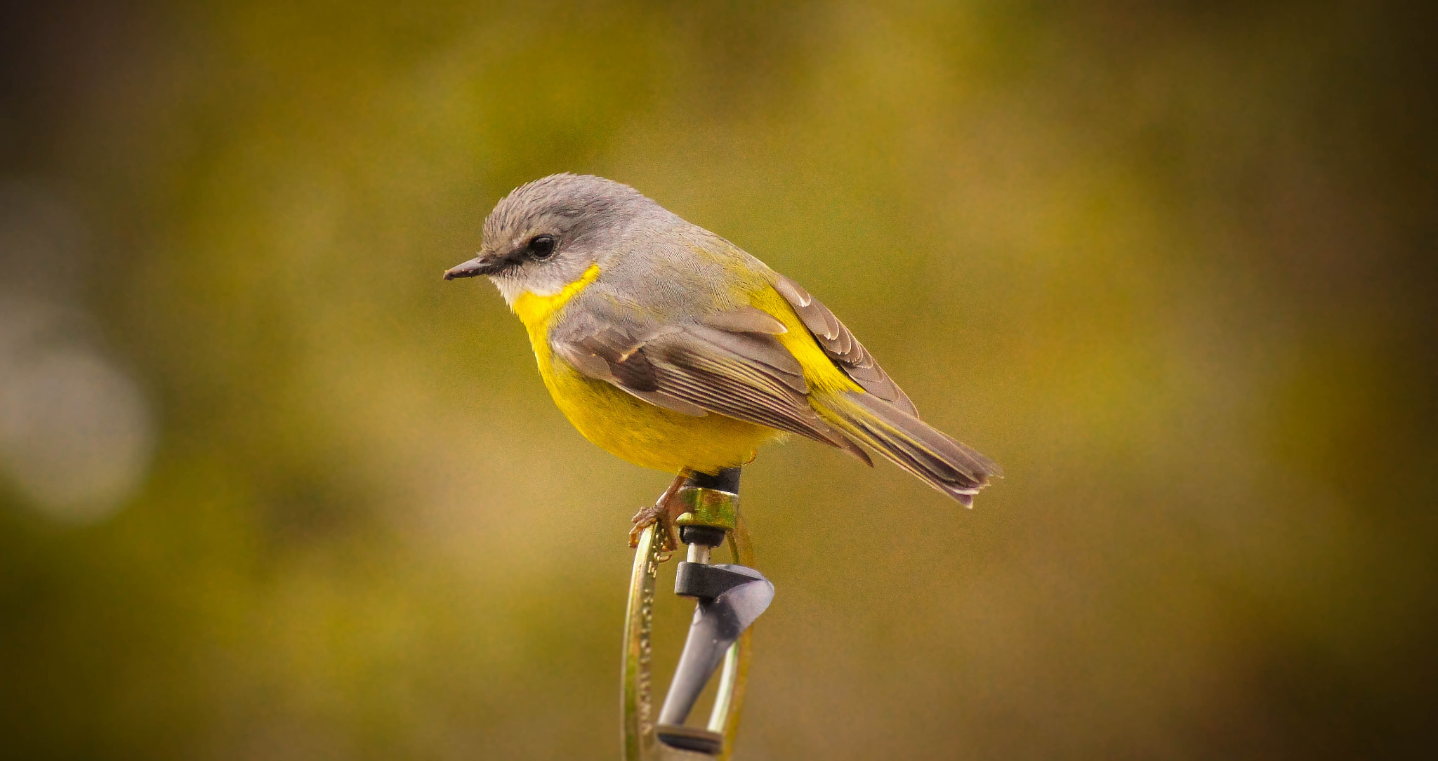 Sony SLT-A55 (SLT-A55V) + Sony DT 55-200mm F4-5.6 SAM sample photo. Yellow robin photography