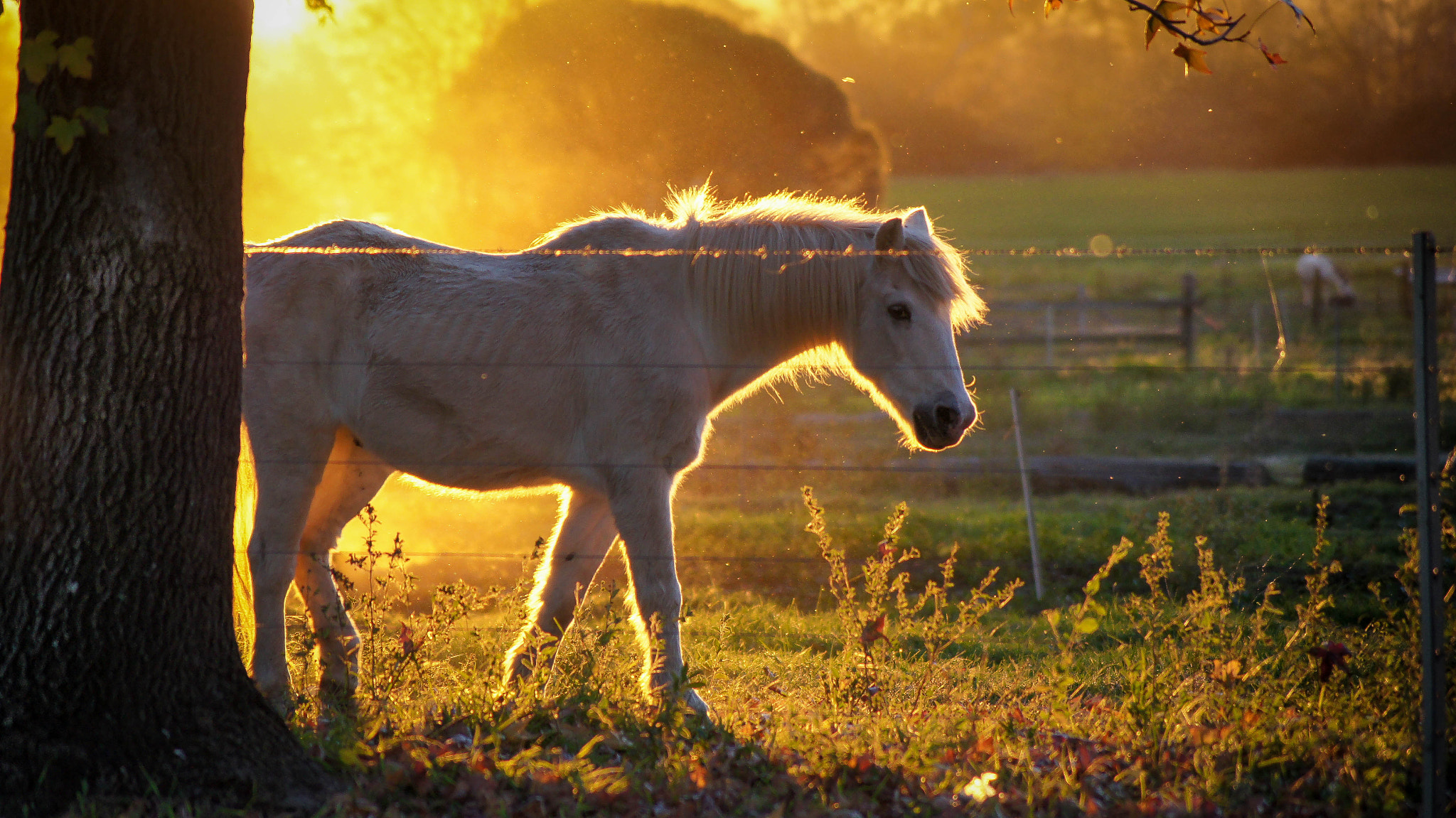 Sony SLT-A55 (SLT-A55V) + Sony DT 55-200mm F4-5.6 SAM sample photo. Country sunset horse photography