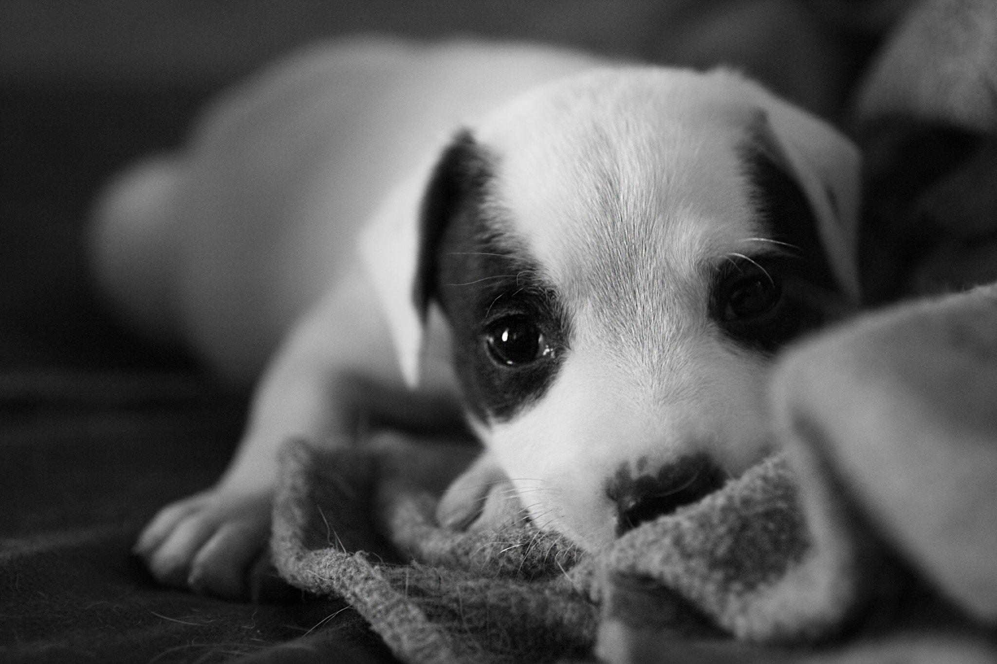 Canon EF 50mm F2.5 Macro sample photo. Capi photography