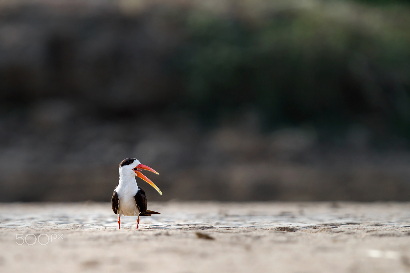 Canon EOS 7D + Canon EF 400mm F2.8L IS USM sample photo. Indian skimmer photography