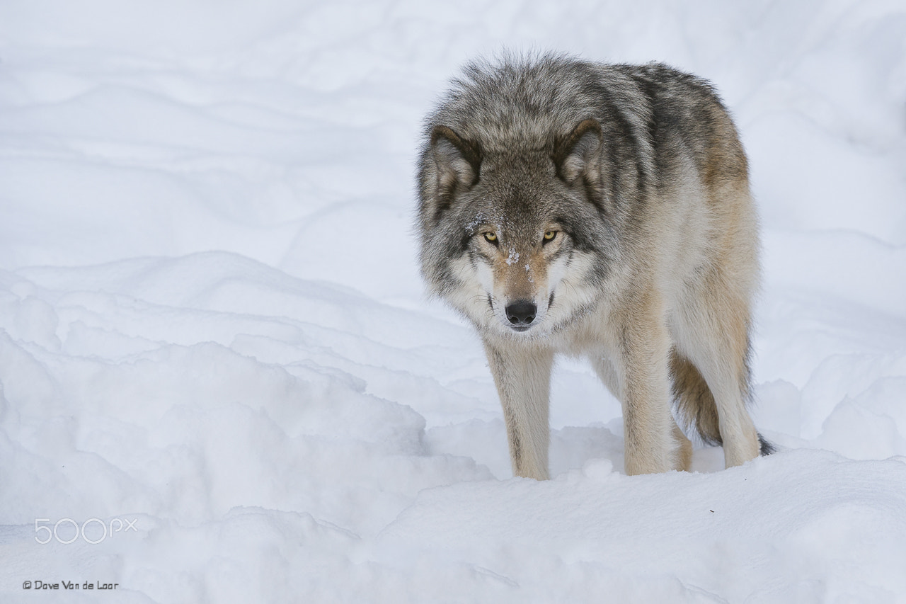 Nikon AF-S Nikkor 200-400mm F4G ED-IF VR sample photo. Gray wolf photography