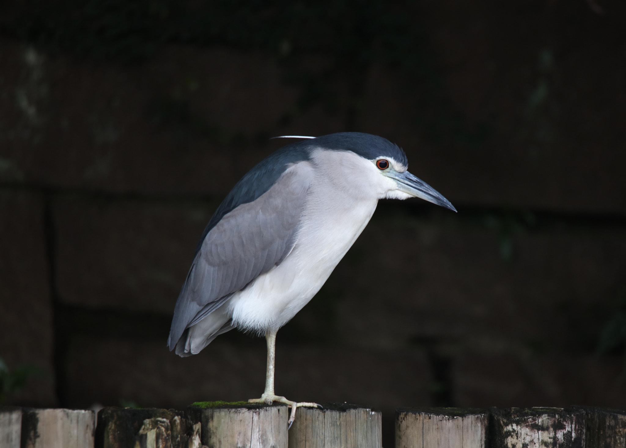 Canon EOS 5DS + Tamron SP 150-600mm F5-6.3 Di VC USD sample photo. Night heron photography
