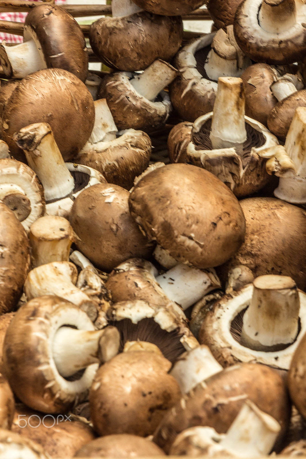 Canon EF 28-105mm f/3.5-4.5 USM sample photo. Mushrooms photography