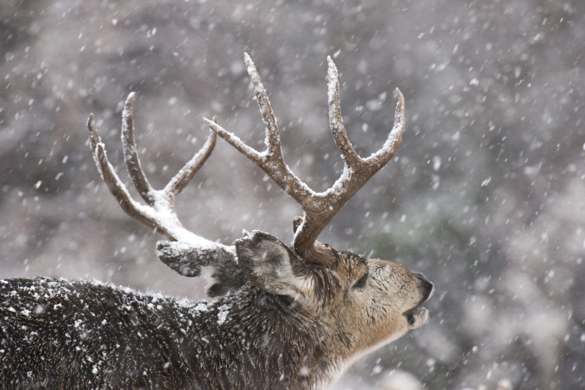 Nikon AF-S Nikkor 400mm F2.8G ED VR II sample photo. Snowbuck photography