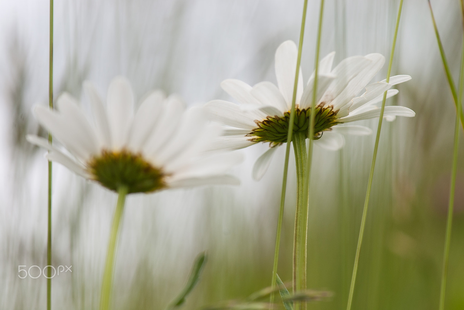 Nikon D60 sample photo. Together photography