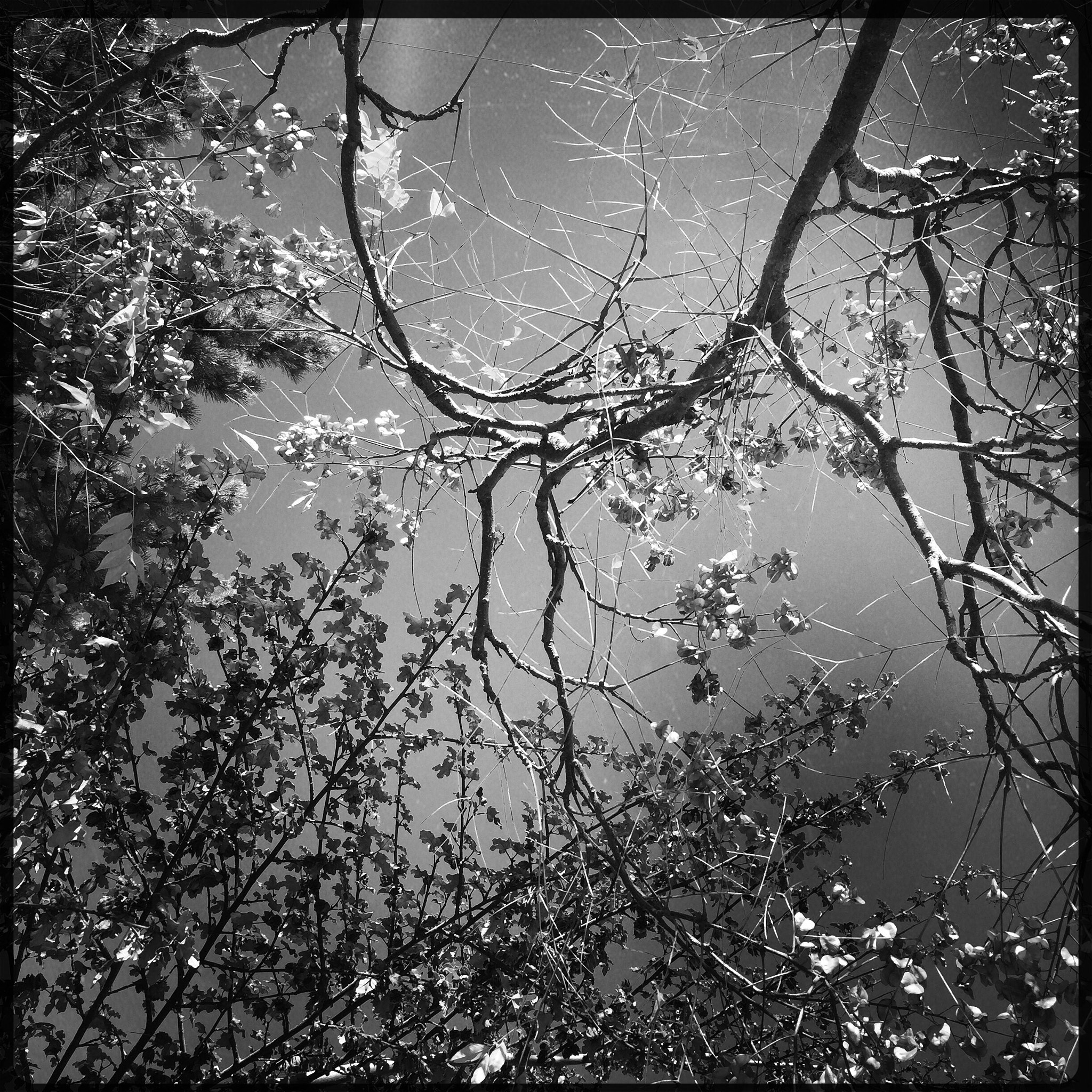 Hipstamatic 305 sample photo. Two trees touching. photography