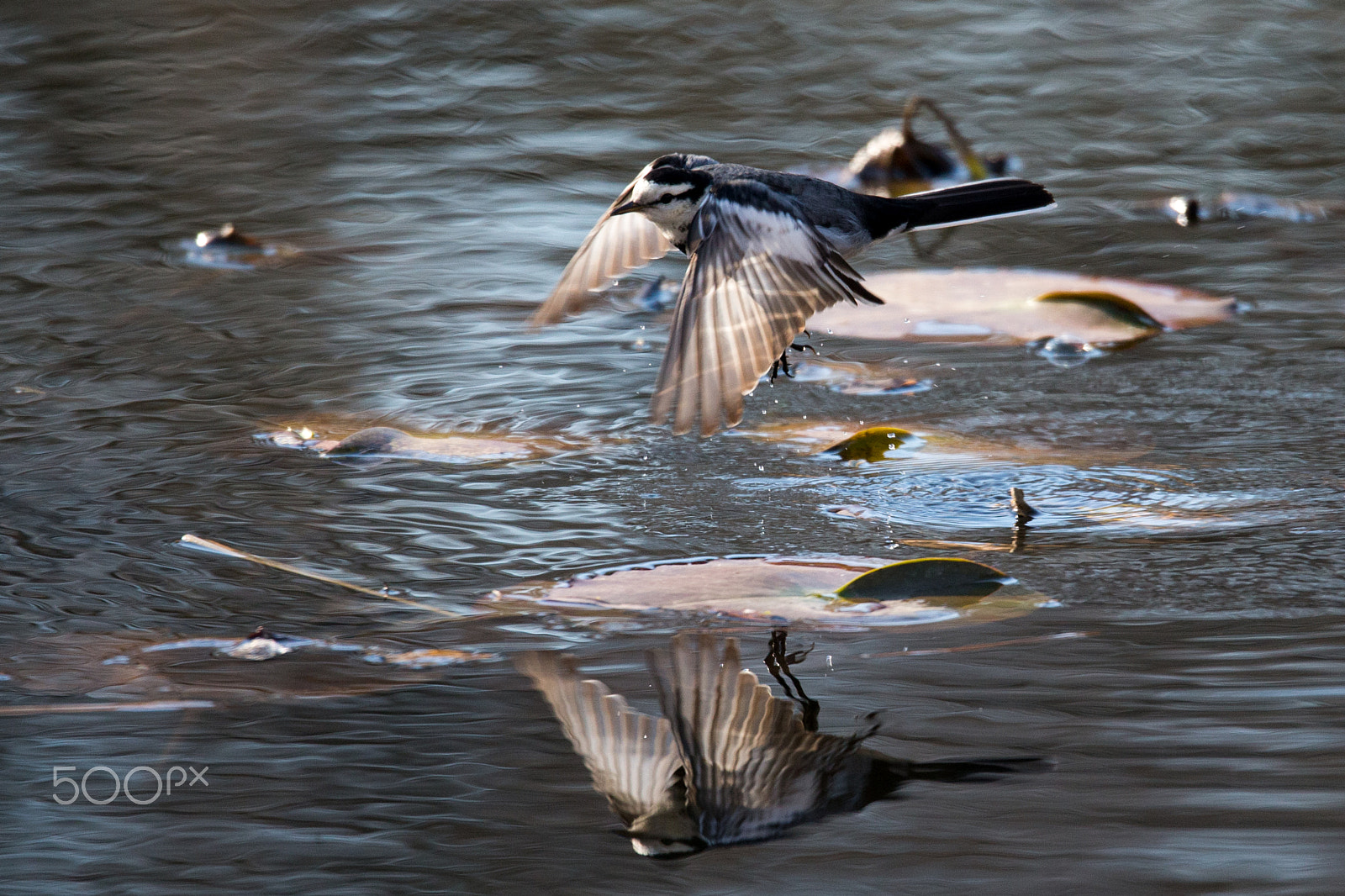 Sigma 150-600mm F5-6.3 DG OS HSM | C sample photo. Flying white wagtail photography