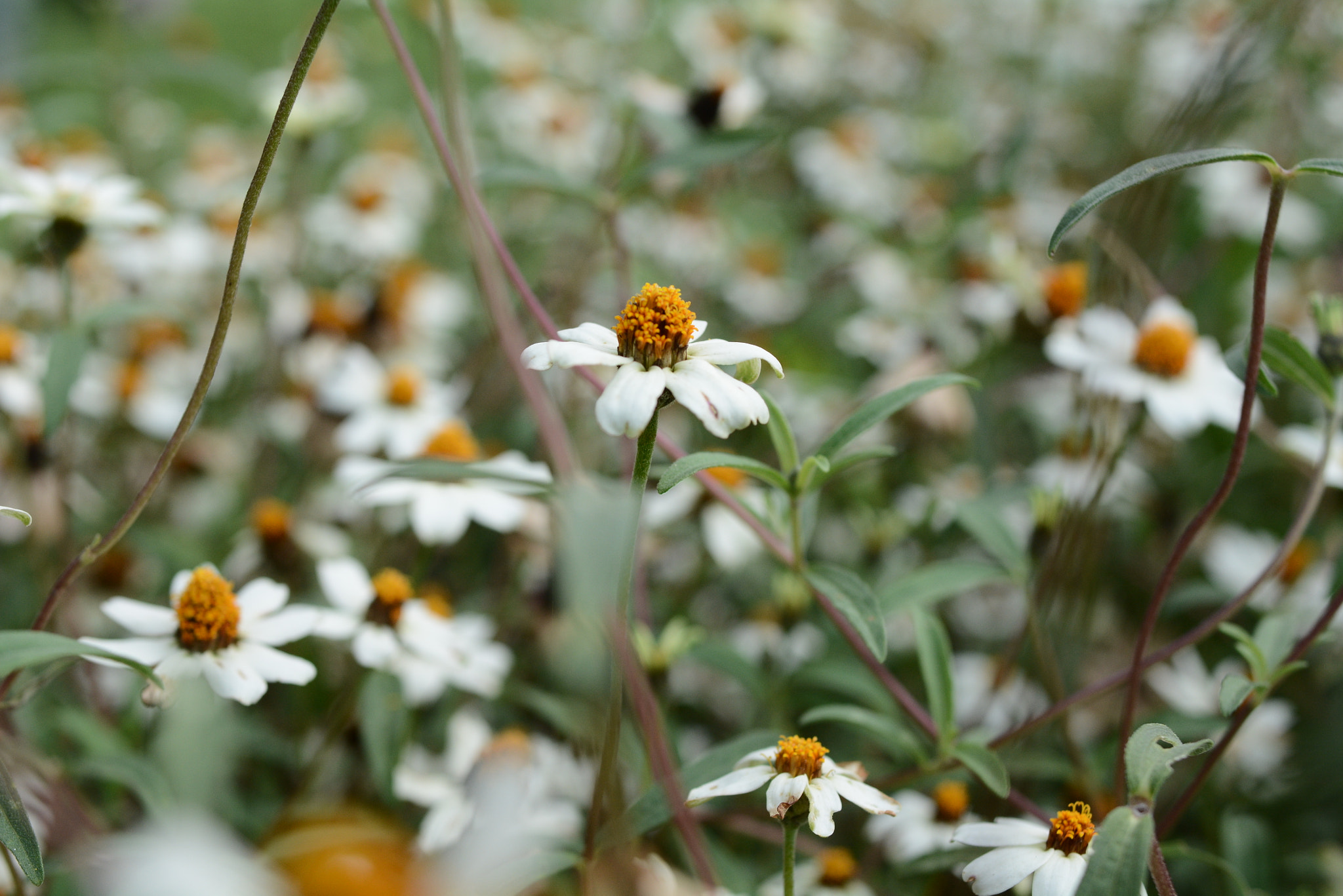 Nikon D7100 + Nikon AF-S Nikkor 28mm F1.8G sample photo. Friends of the same kind photography