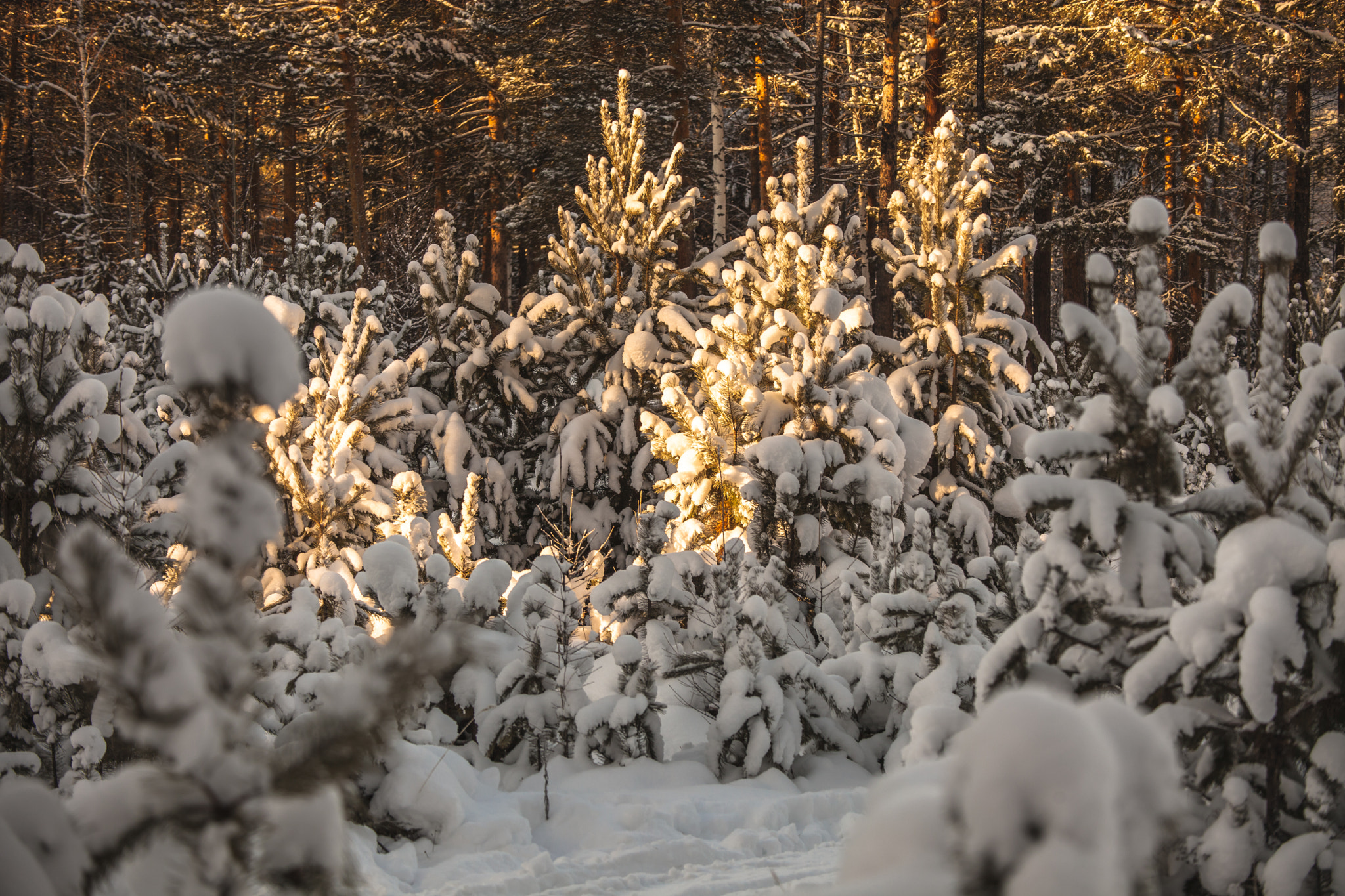 Canon EF 80-200mm f/2.8L sample photo. Winter forest and sun photography