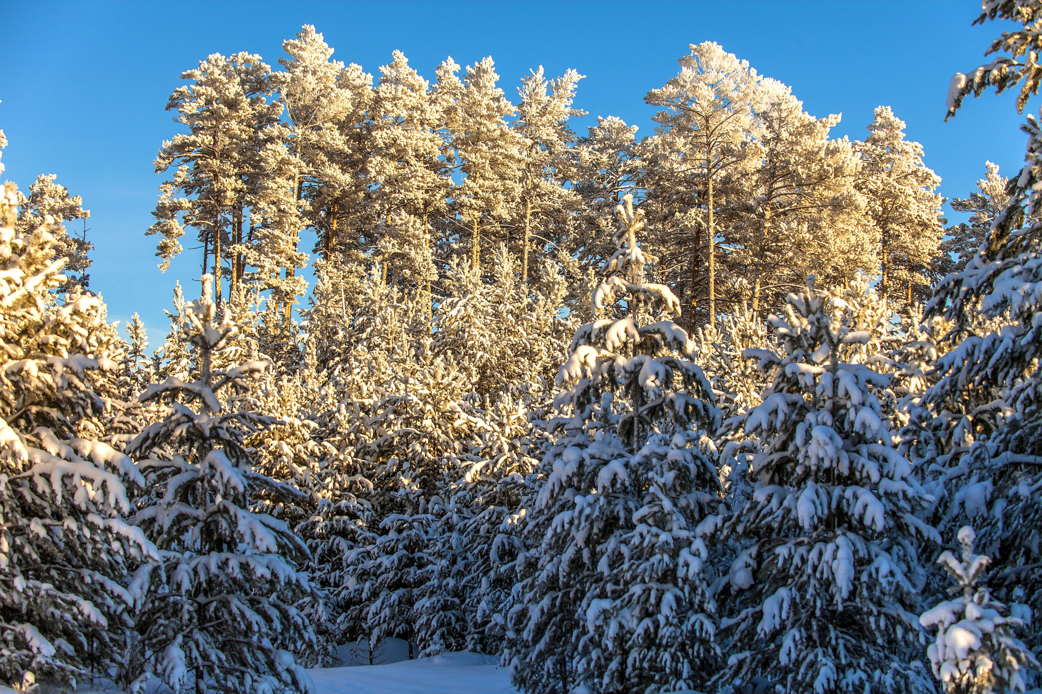 Canon EF 80-200mm f/2.8L sample photo. Lost in winter forest photography