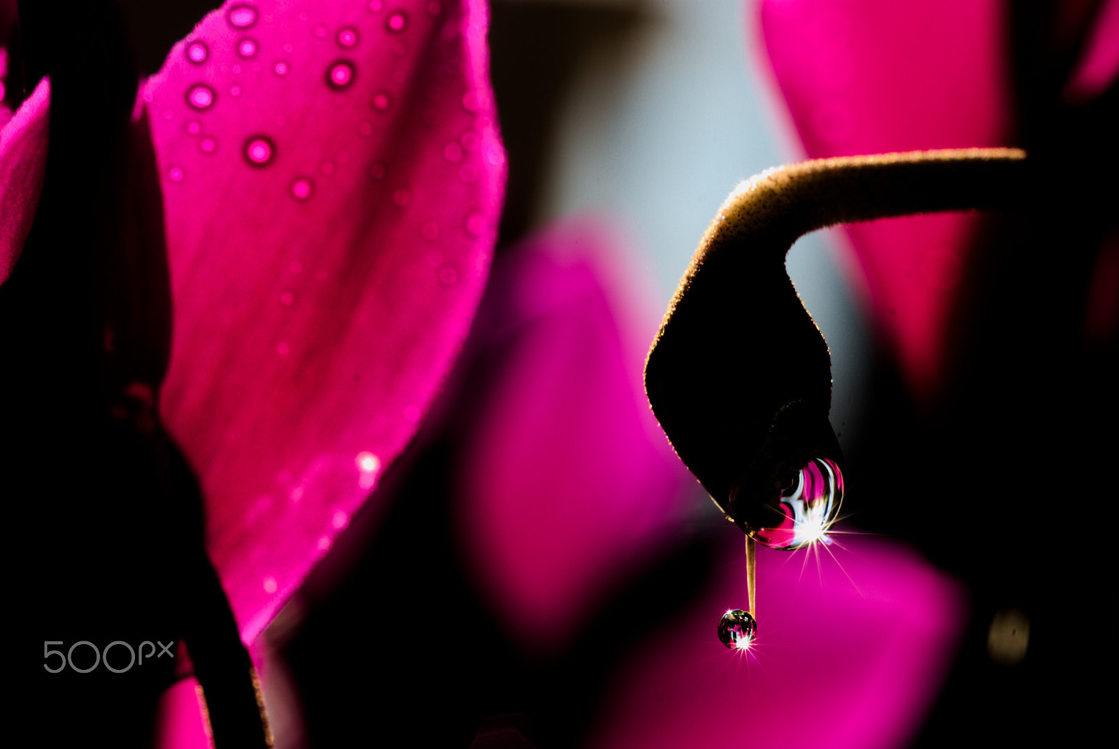Nikon AF Micro-Nikkor 60mm F2.8D sample photo. Drop water photography