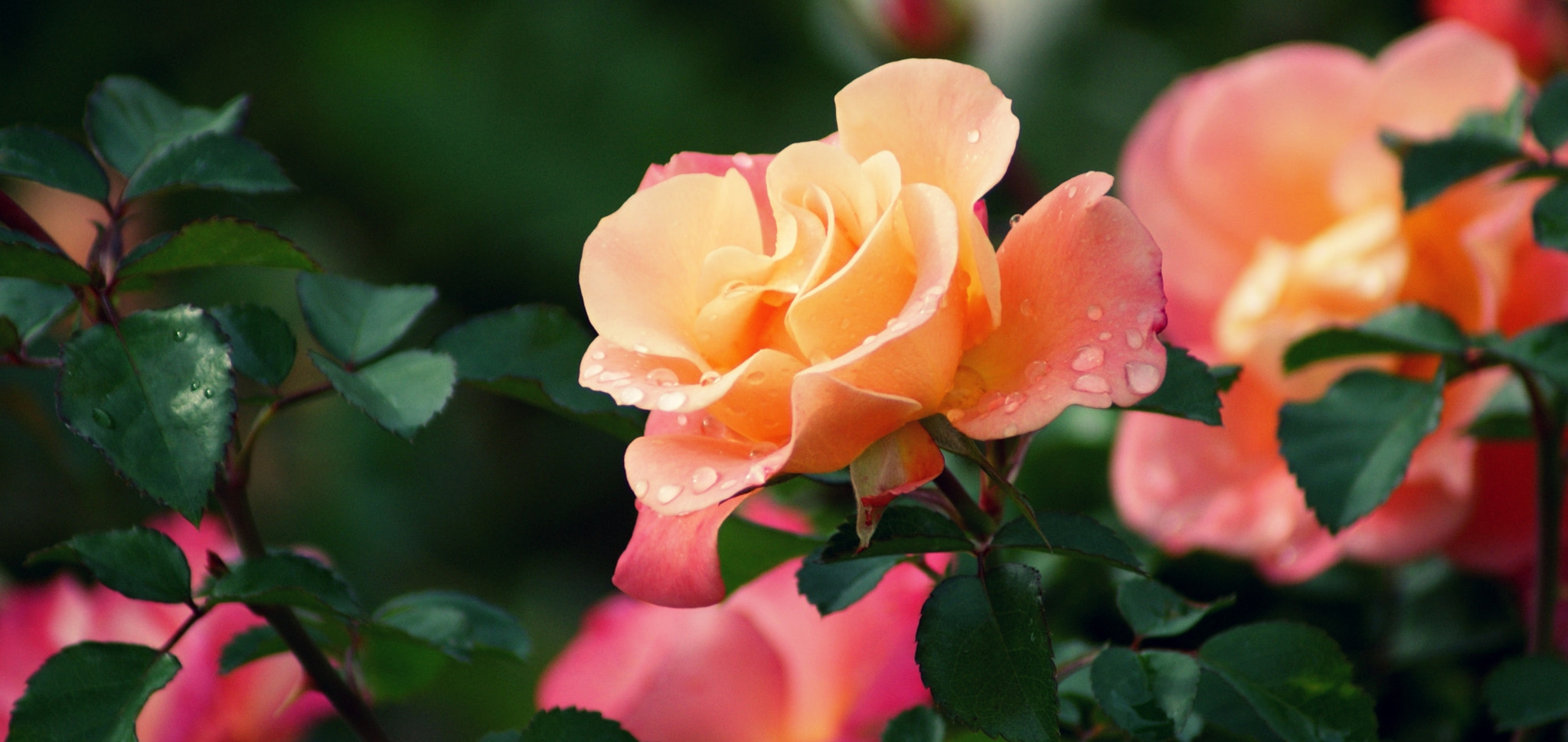 Sony 75-300mm F4.5-5.6 sample photo. Beauty photography
