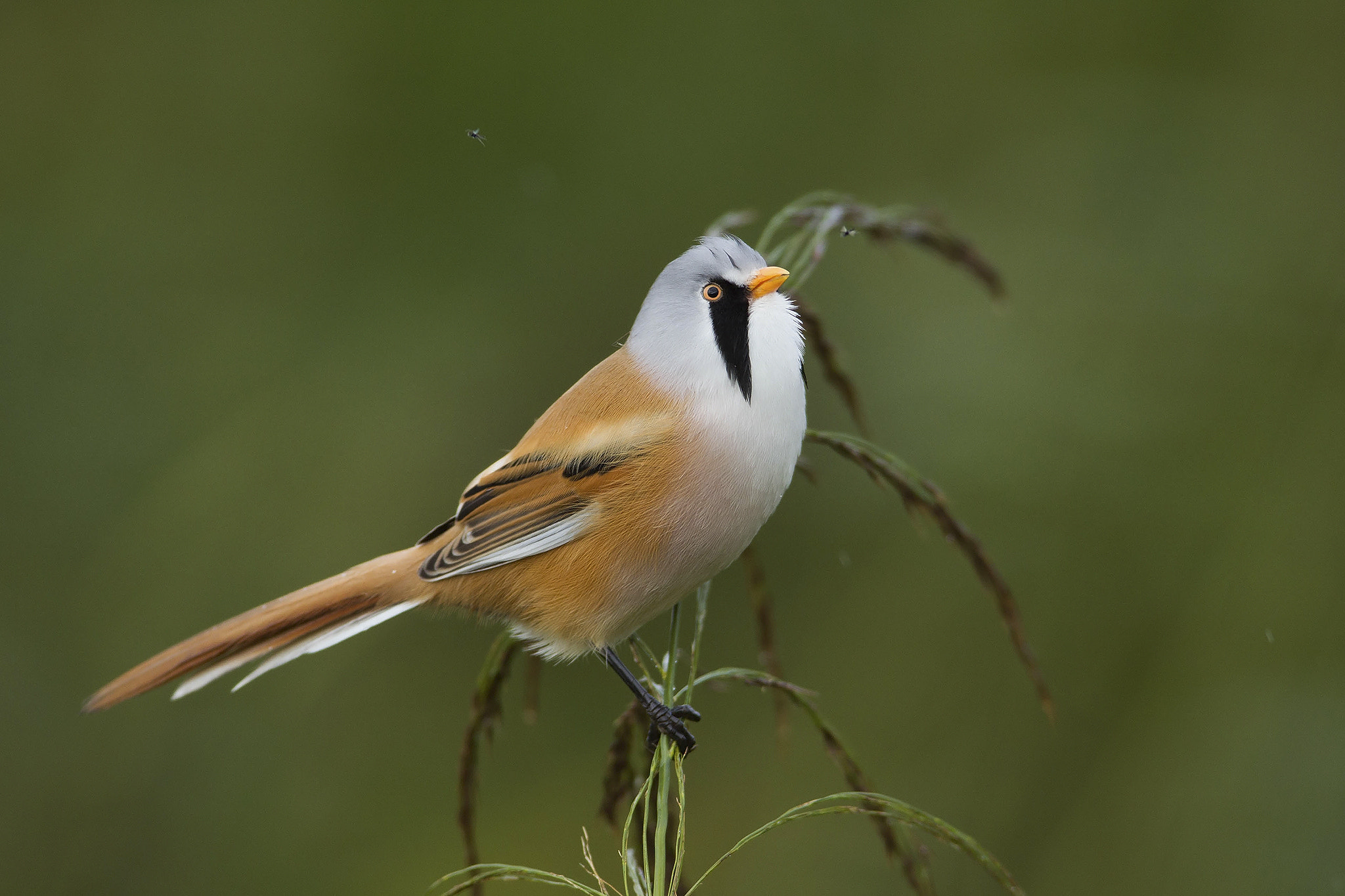 Canon EF 600mm f/4L IS sample photo. Looking for a meal photography