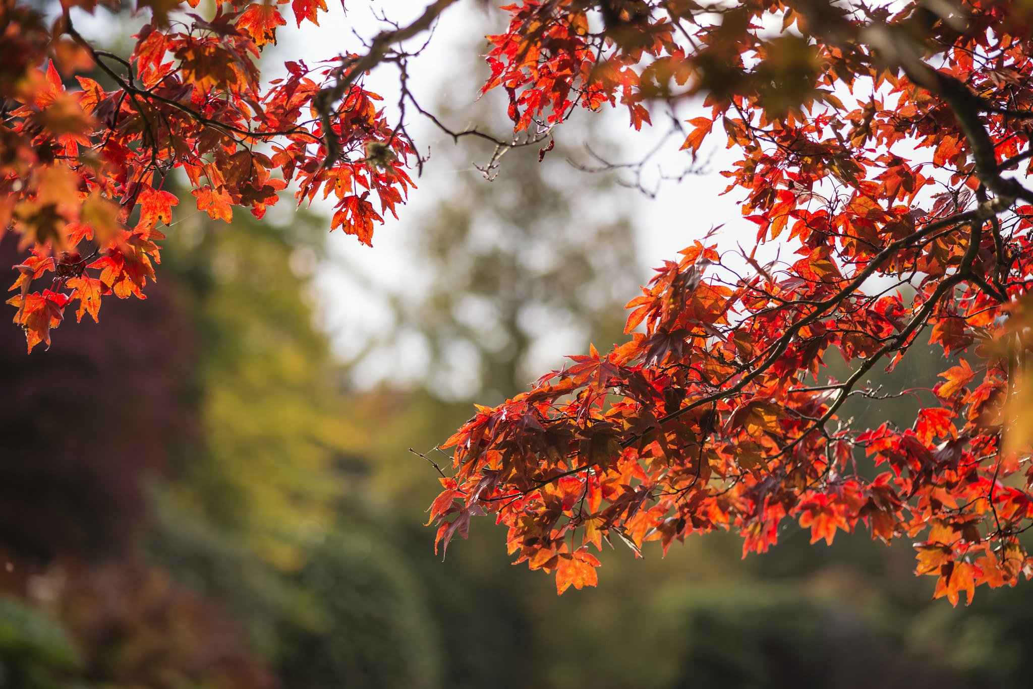 Nikon D600 + Sigma 105mm F2.8 EX DG Macro sample photo. Beautiful vibrant autumn landscape forest countryside in morning photography