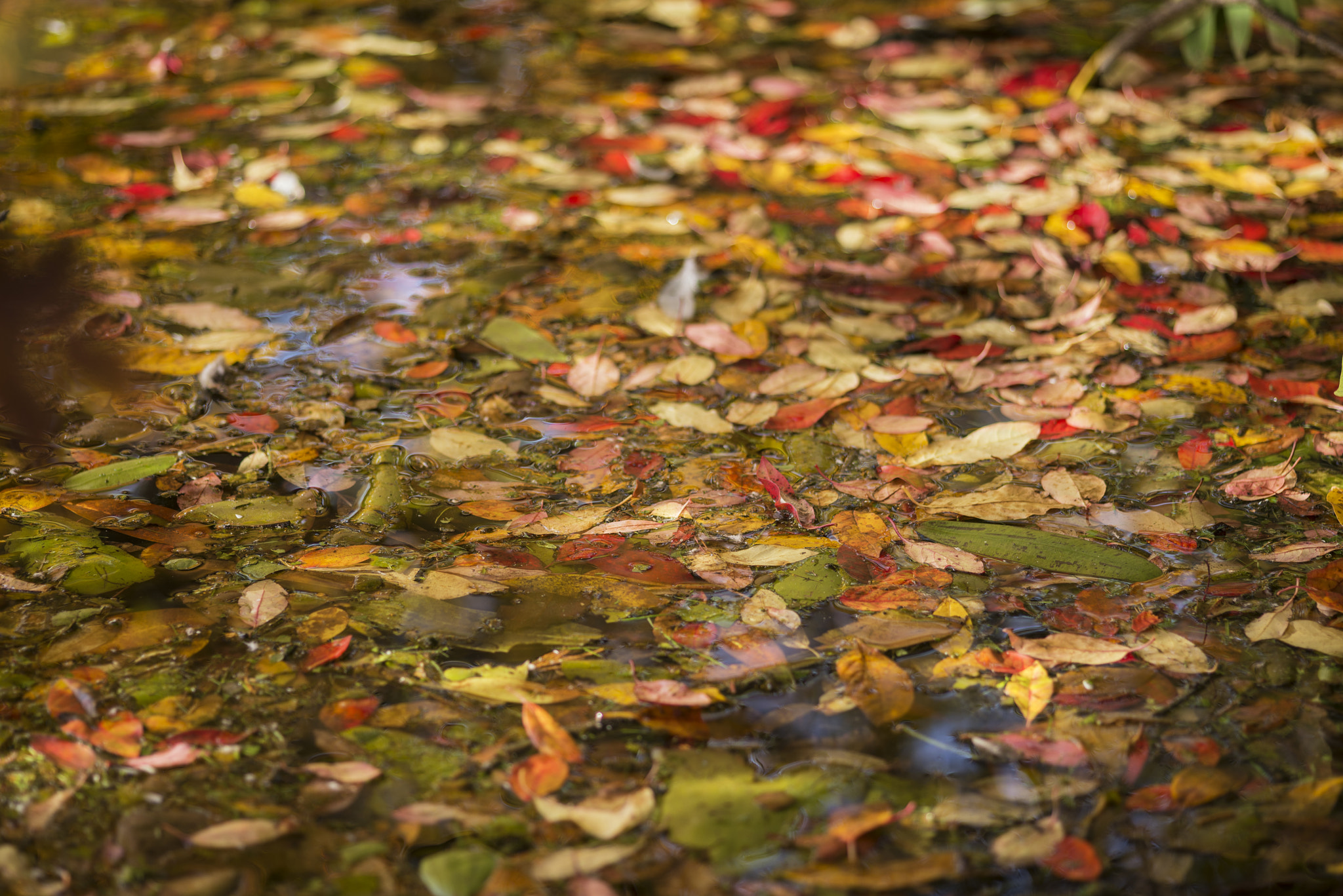 Nikon D600 + Sigma 105mm F2.8 EX DG Macro sample photo. Vibrant autumn fall leaves floating in lake abstract landscape photography
