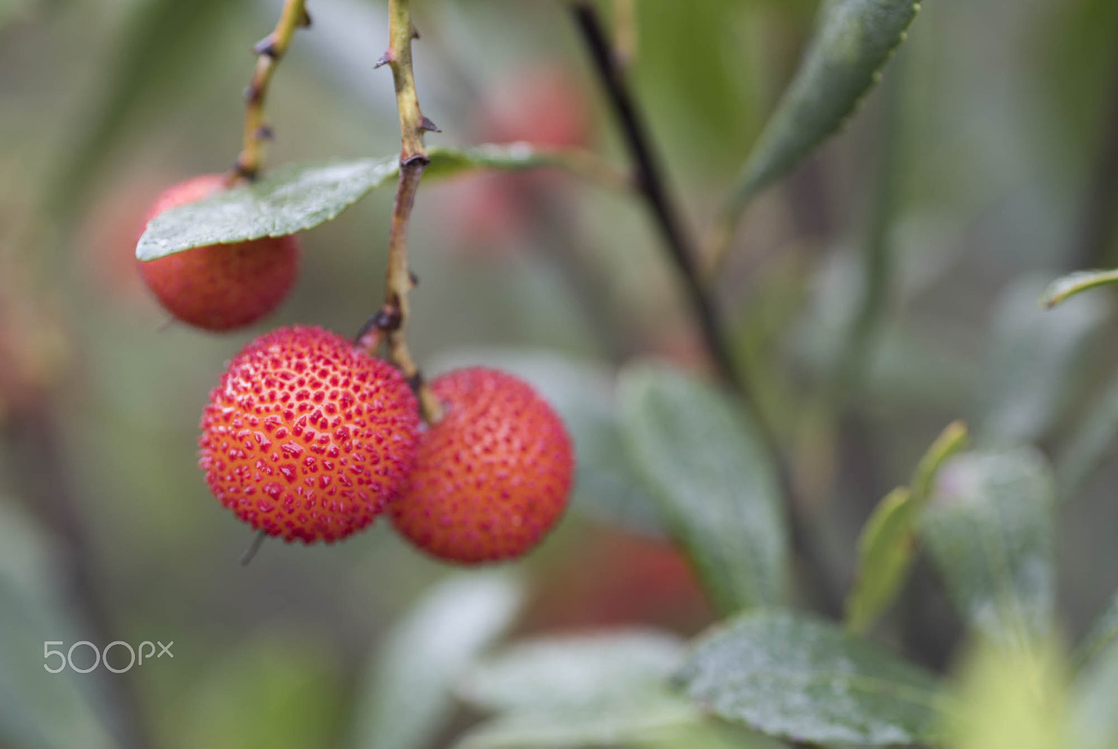 Nikon D810 + Tamron SP 90mm F2.8 Di VC USD 1:1 Macro sample photo. Arbutus photography