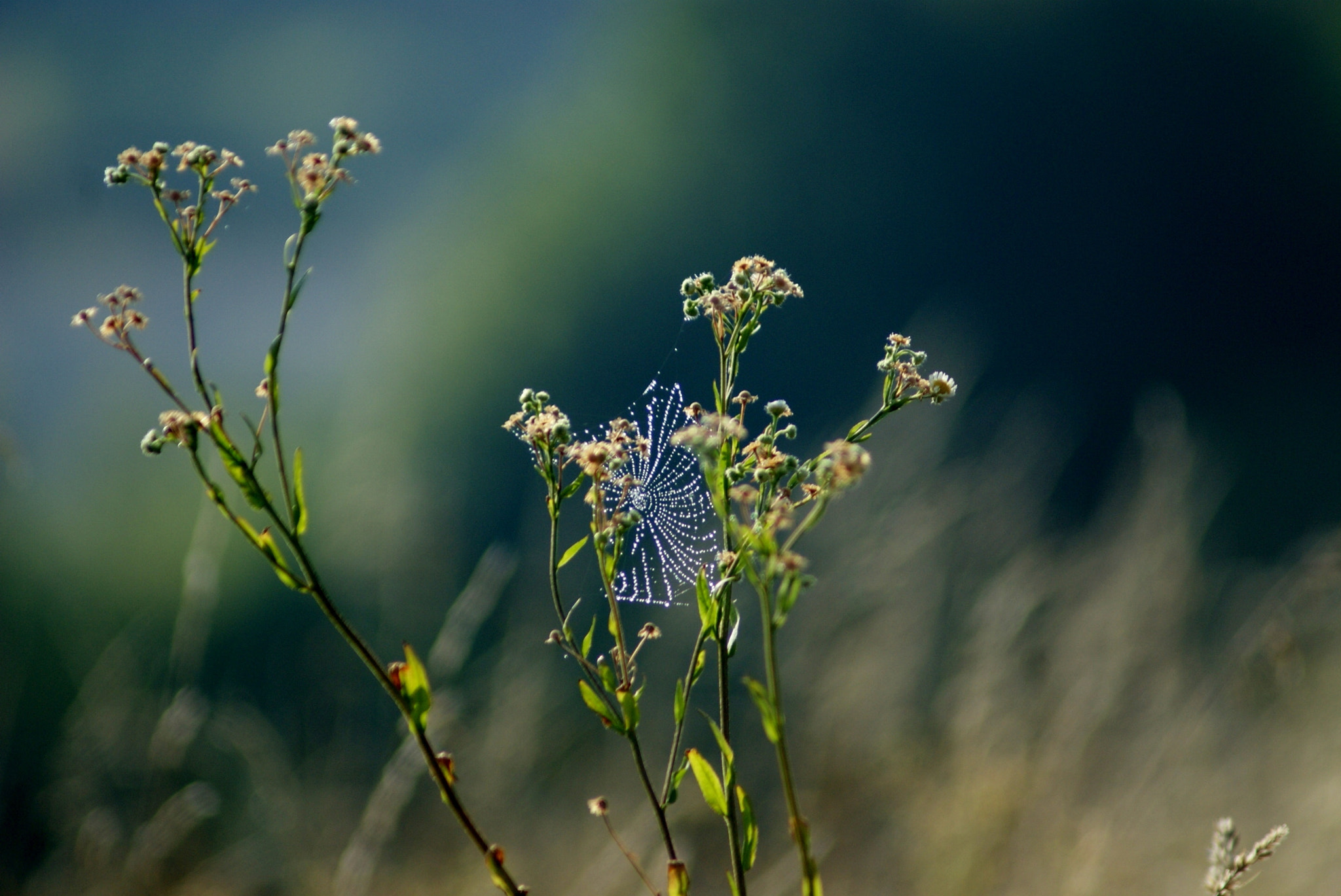 Sony 75-300mm F4.5-5.6 sample photo. Hiding photography