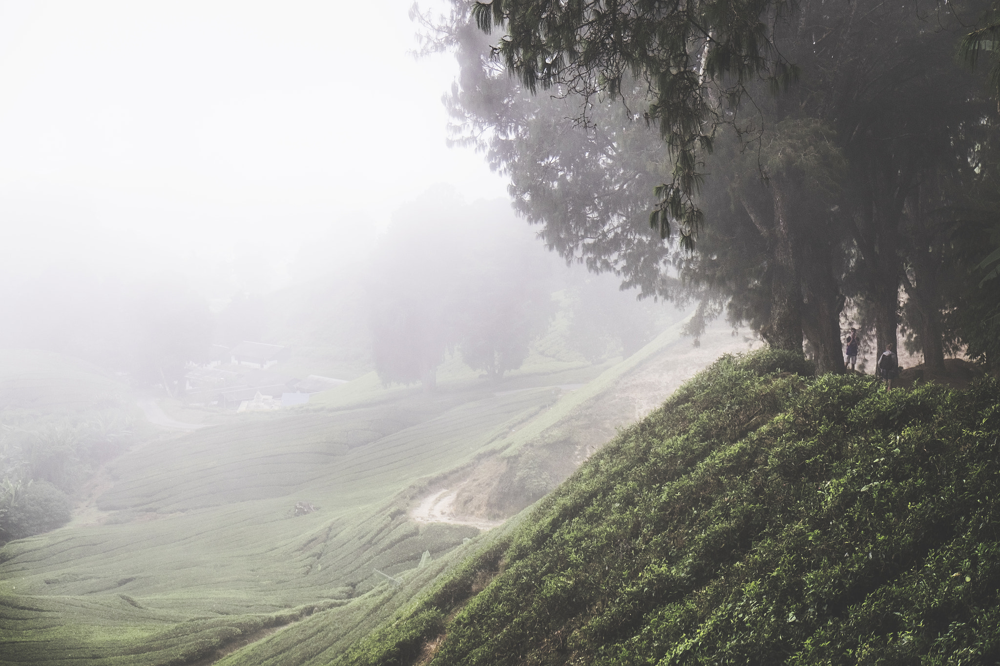 Cameron Highlands