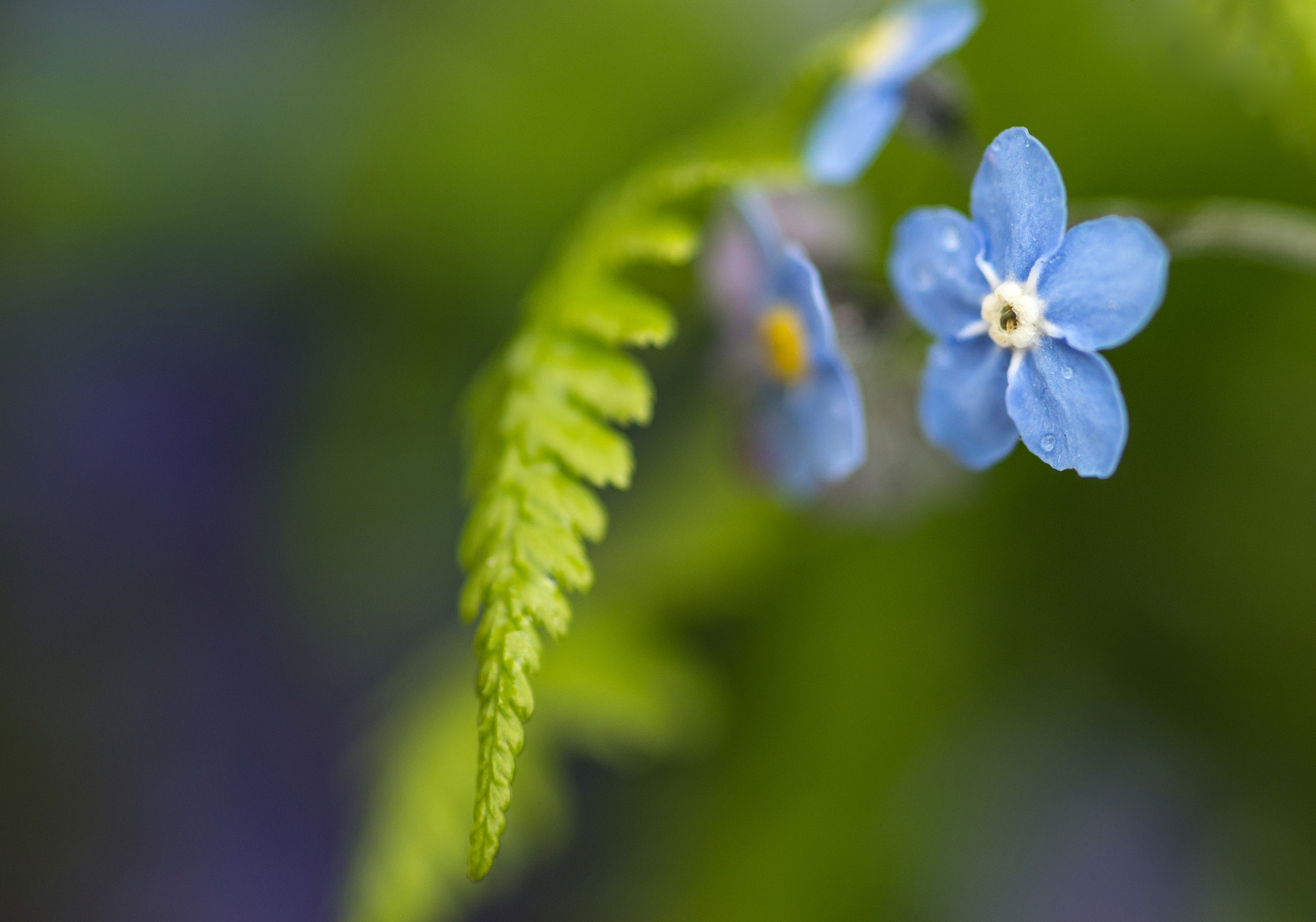 Nikon D600 + Sigma 105mm F2.8 EX DG Macro sample photo. Vibrant forget-me-not spring flowers with shallow depth of field photography