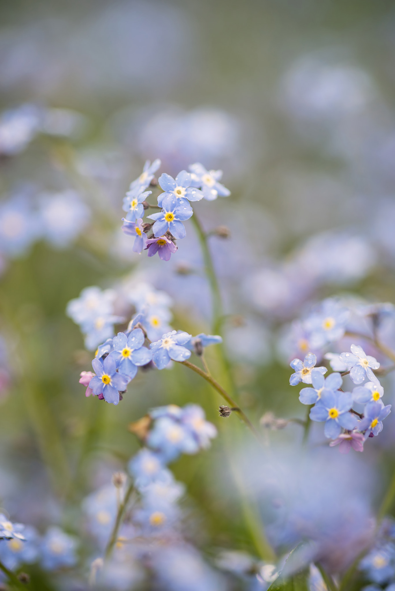 Nikon D600 + Sigma 105mm F2.8 EX DG Macro sample photo. Vibrant forget-me-not spring flowers with shallow depth of field photography