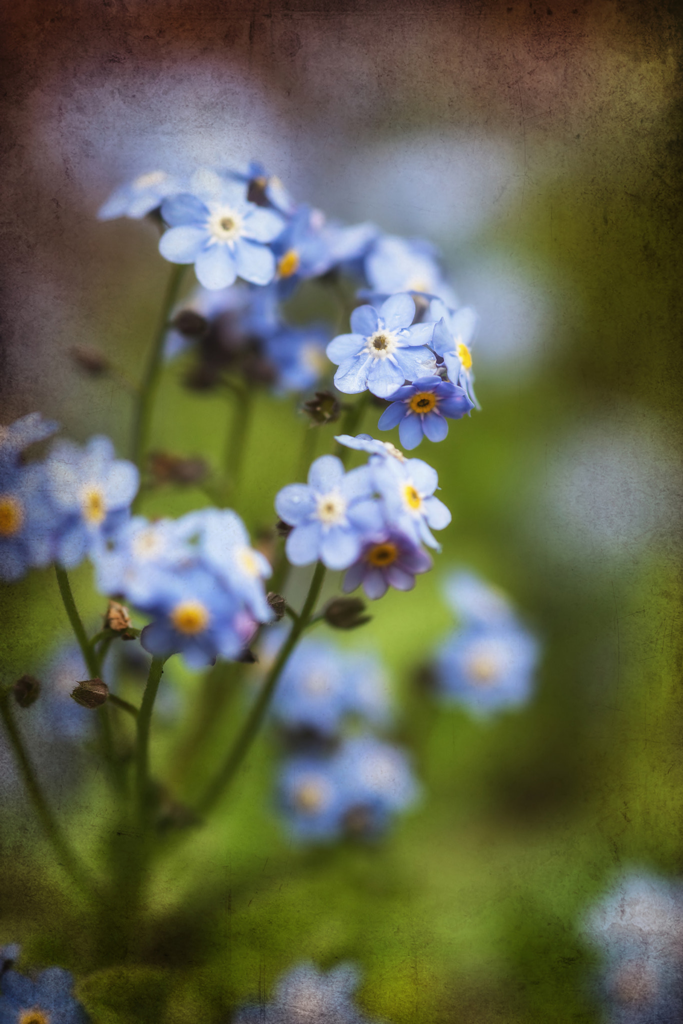 Nikon D600 + Sigma 105mm F2.8 EX DG Macro sample photo. Vibrant forget-me-not spring flowers with textured and vignette photography