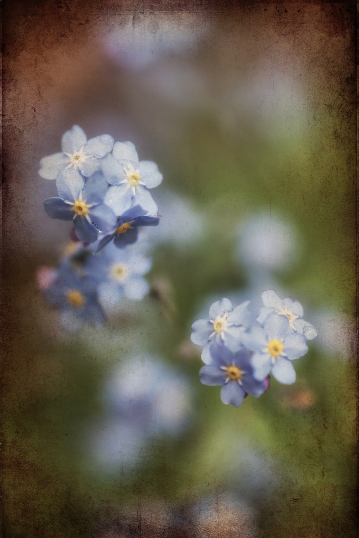 Nikon D600 + Sigma 105mm F2.8 EX DG Macro sample photo. Vibrant forget-me-not spring flowers with textured and vignette photography