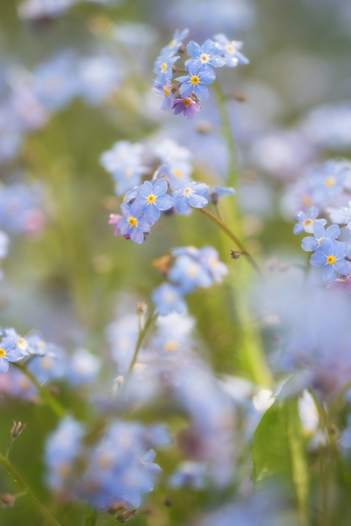 Nikon D600 + Sigma 105mm F2.8 EX DG Macro sample photo. Vibrant forget-me-not spring flowers with shallow depth of field photography