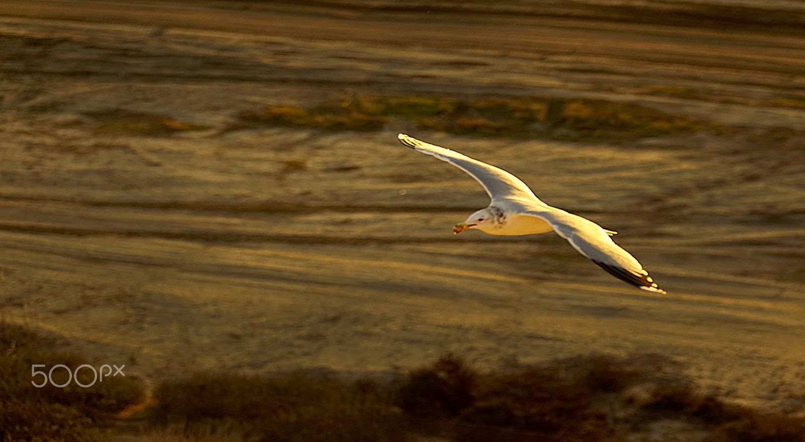 Minolta AF 80-200mm F2.8 HS-APO G sample photo. Freedom photography