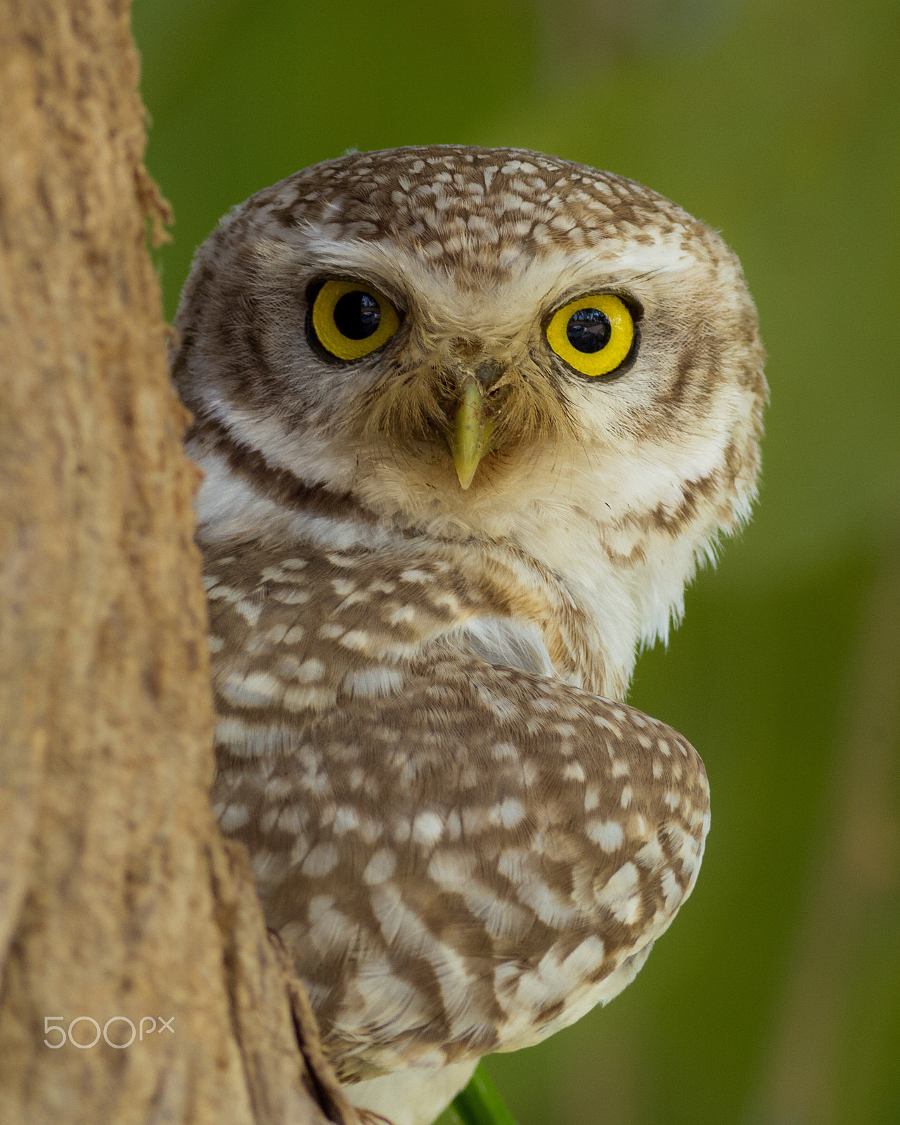 Canon EOS-1D Mark IV + Canon EF 400mm F5.6L USM sample photo. Eyes photography
