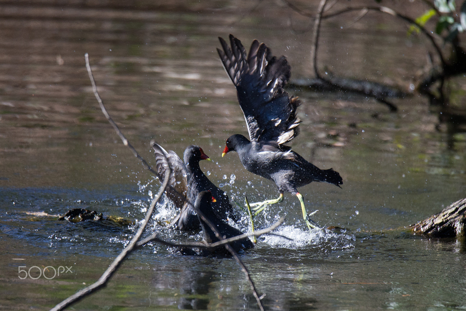 Sigma 150-600mm F5-6.3 DG OS HSM | C sample photo. Fighting three common moorhen photography