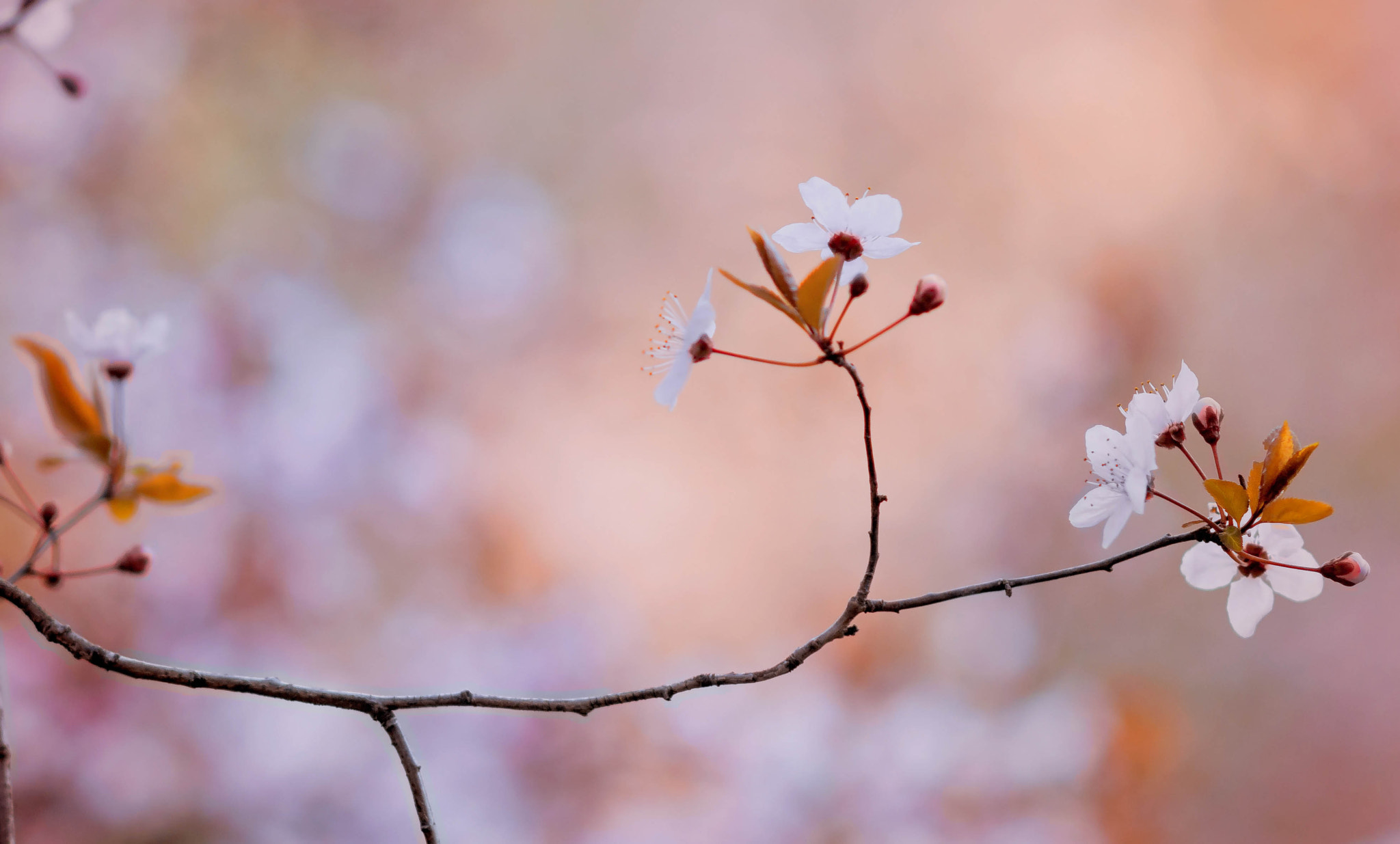 AF DC-Nikkor 135mm f/2D sample photo. ..... photography