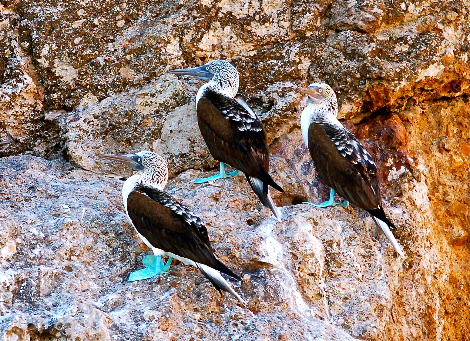 Nikon D50 sample photo. Blue-footed booby photography