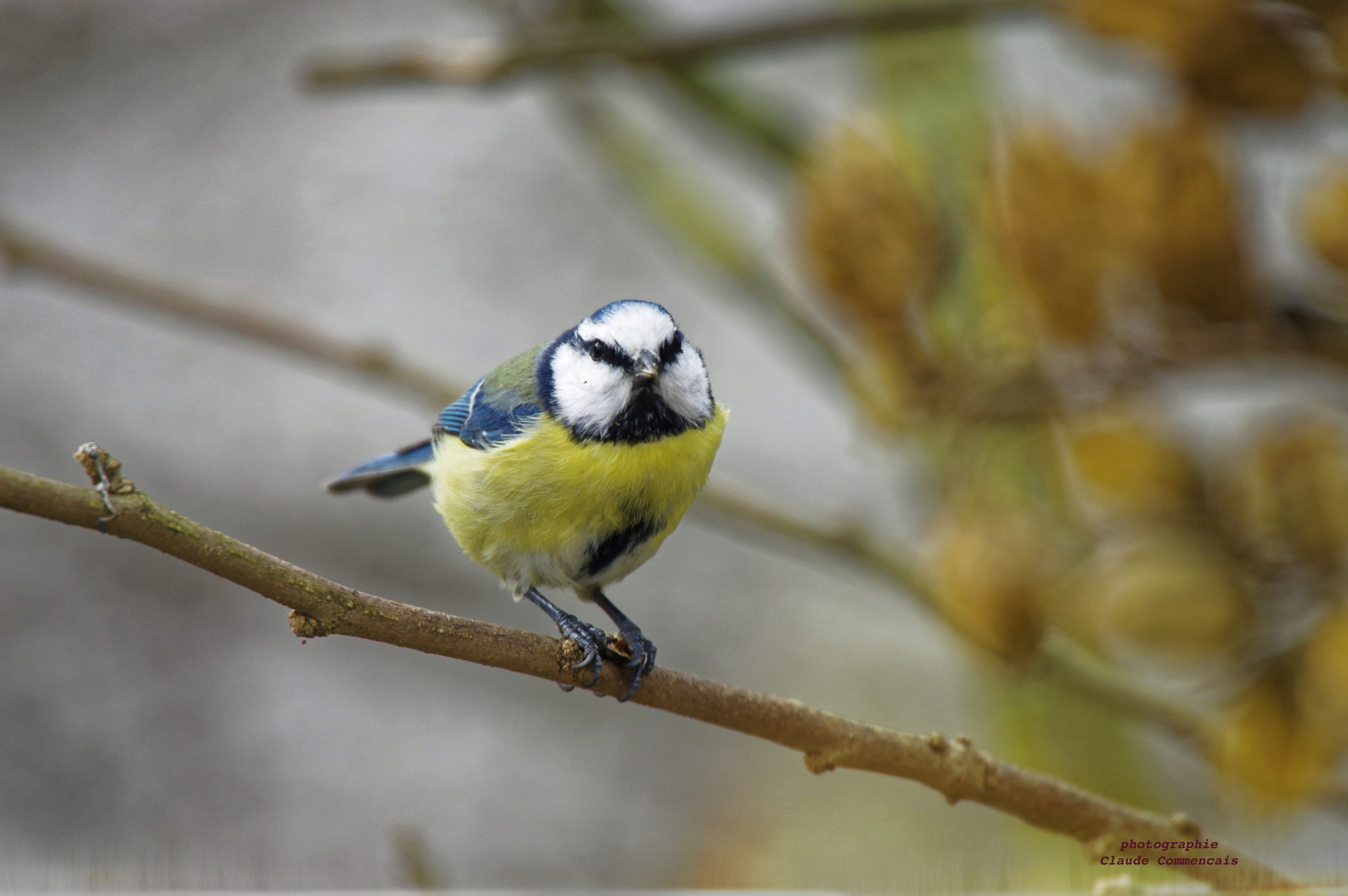 Pentax K-3 sample photo. Mésange bleu photography