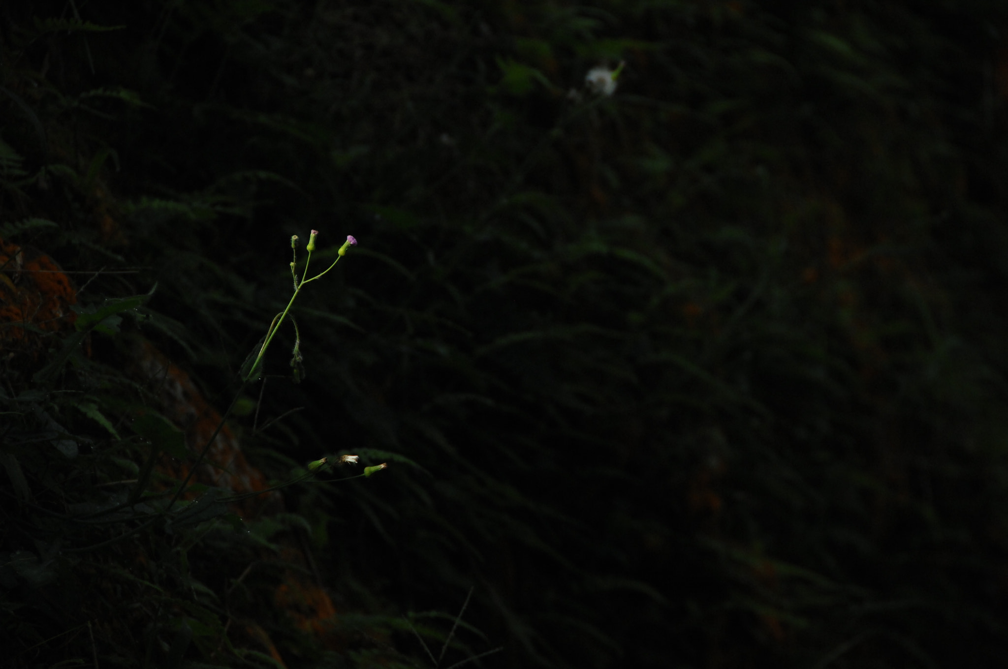 Nikon D2X sample photo. .. photography