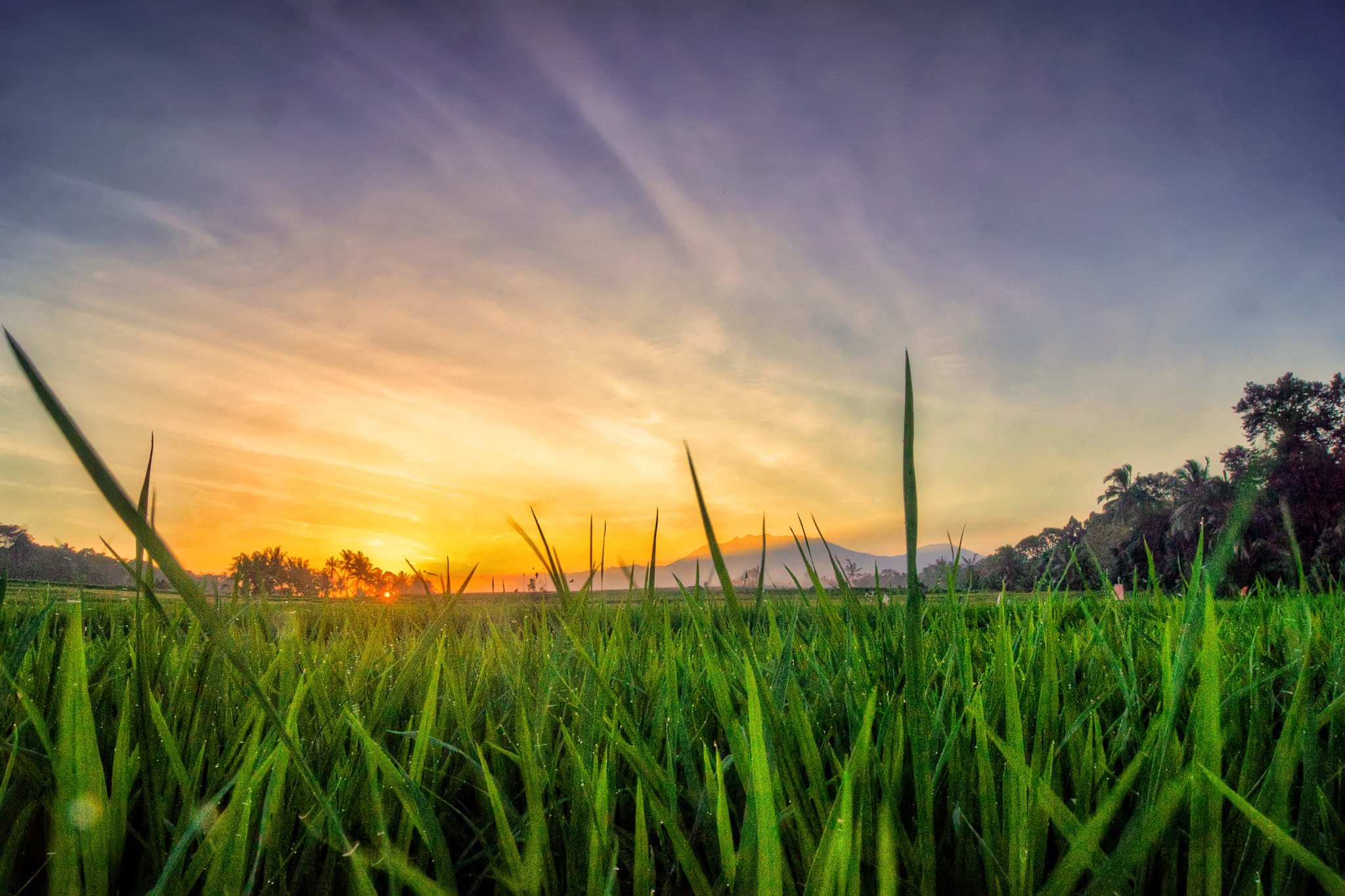 Sony Alpha DSLR-A560 + Sony DT 18-55mm F3.5-5.6 SAM sample photo. Sawah saat senja photography