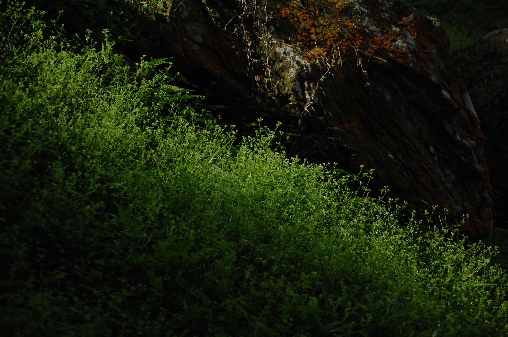 Nikon D2X sample photo. .. photography