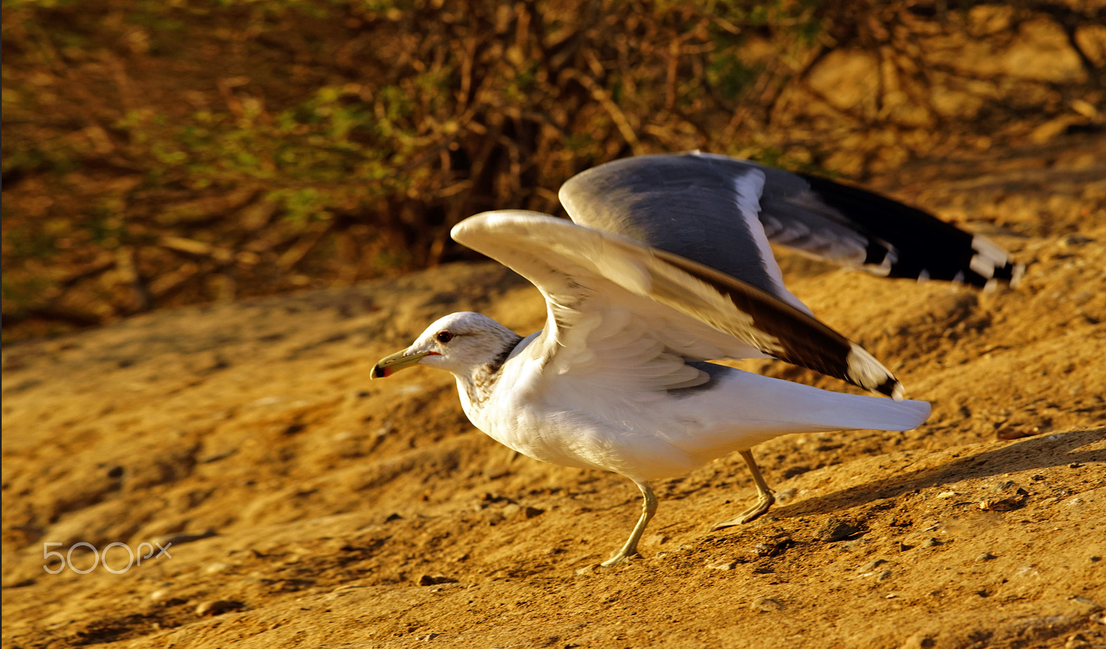 Minolta AF 80-200mm F2.8 HS-APO G sample photo. Preparing to fly photography