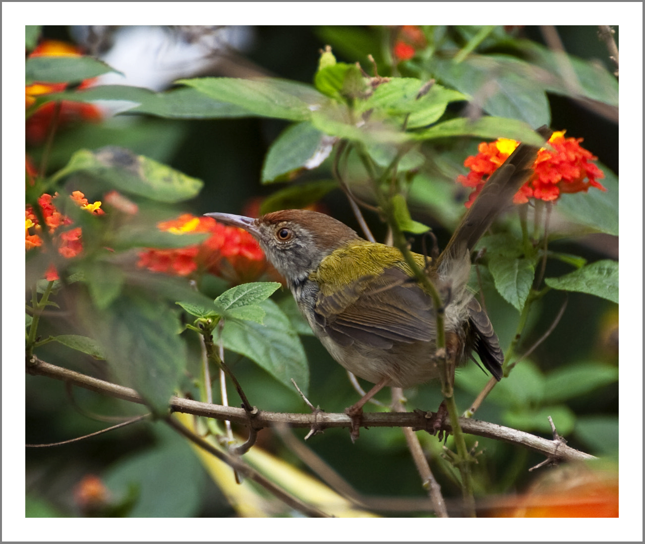 Nikon D2Hs sample photo