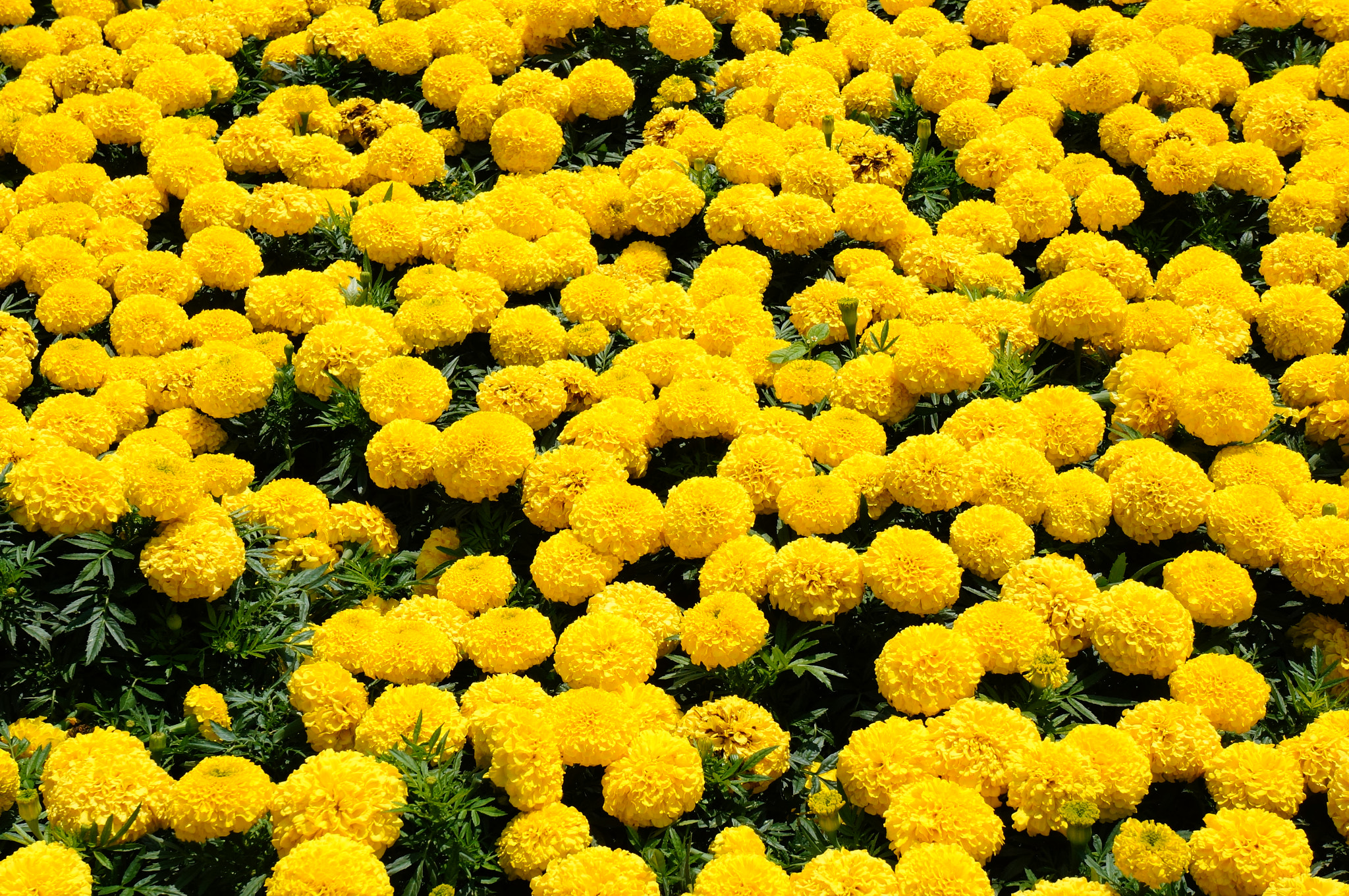 Sony Alpha NEX-6 + Sony E 18-55mm F3.5-5.6 OSS sample photo. Many yellow flowers photography