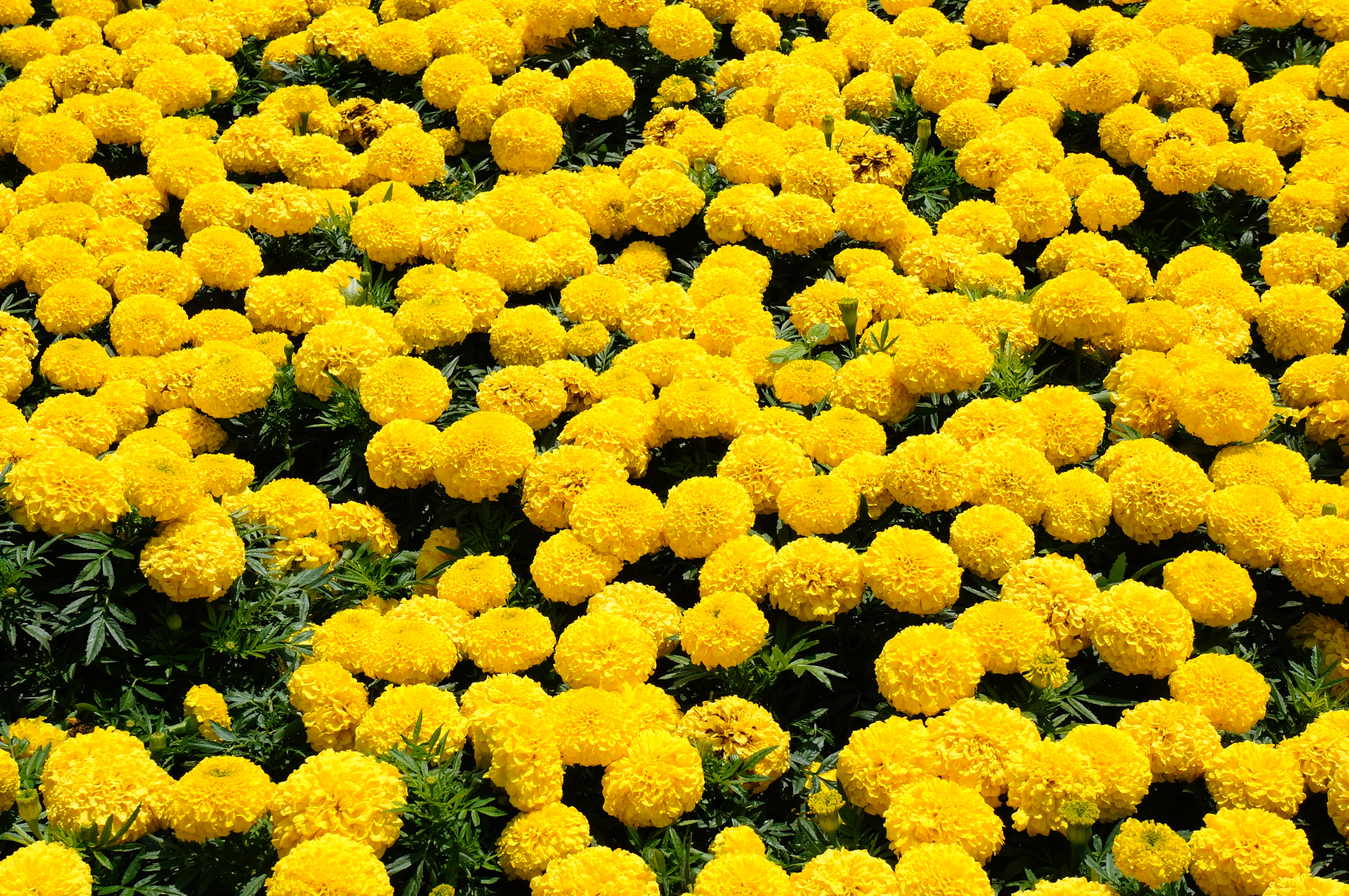 Sony E 18-55mm F3.5-5.6 OSS sample photo. Many yellow flowers photography
