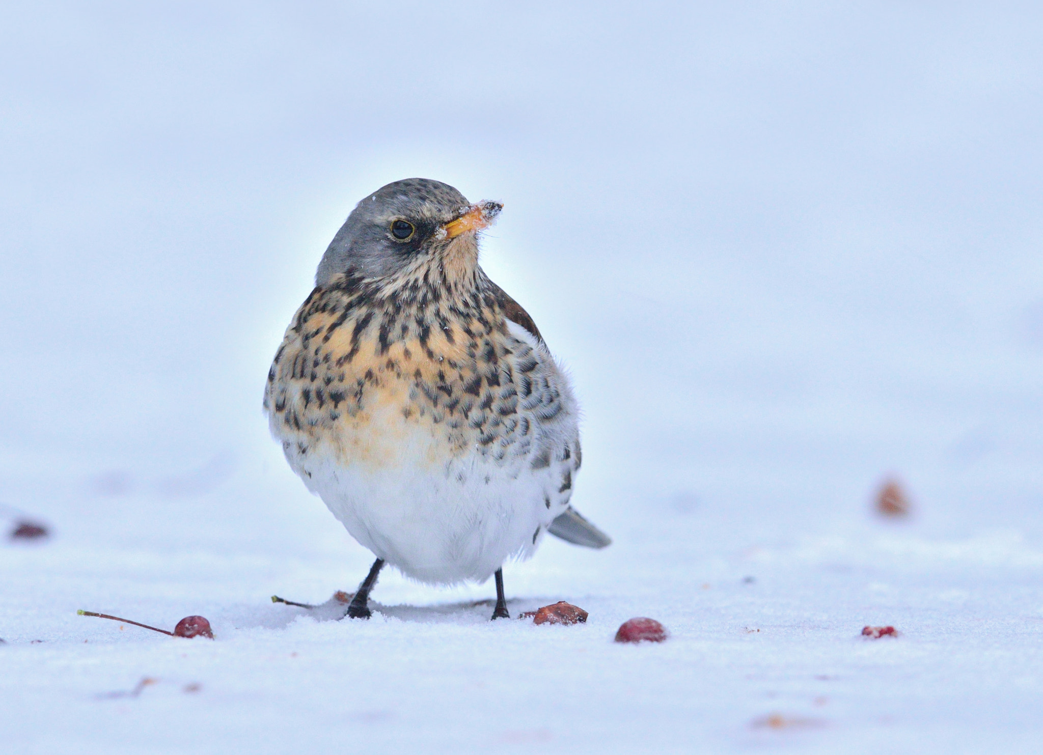 Nikon D7000 + Nikon AF-S Nikkor 400mm F2.8D ED-IF II sample photo. Kramsvogel photography