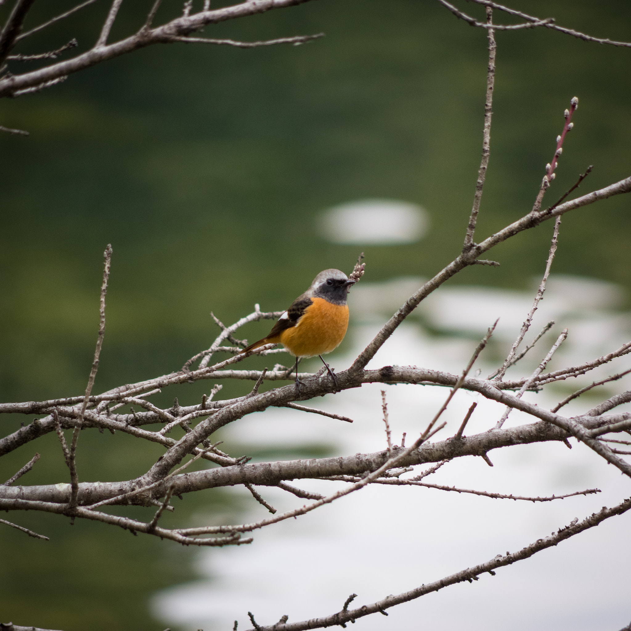 Pentax smc DA 55-300mm F4.0-5.8 ED sample photo. Daurian redstart photography