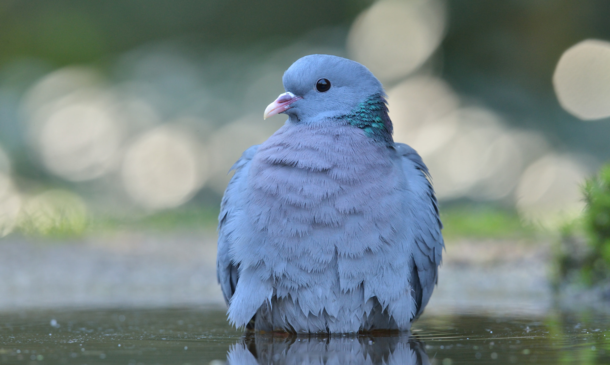 Nikon AF-S Nikkor 400mm F2.8D ED-IF II sample photo. Holenduif photography
