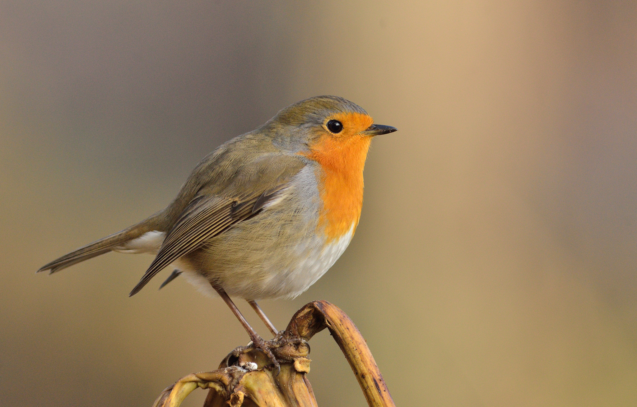 AF Nikkor 300mm f/2.8 IF-ED N sample photo. Roodborst photography