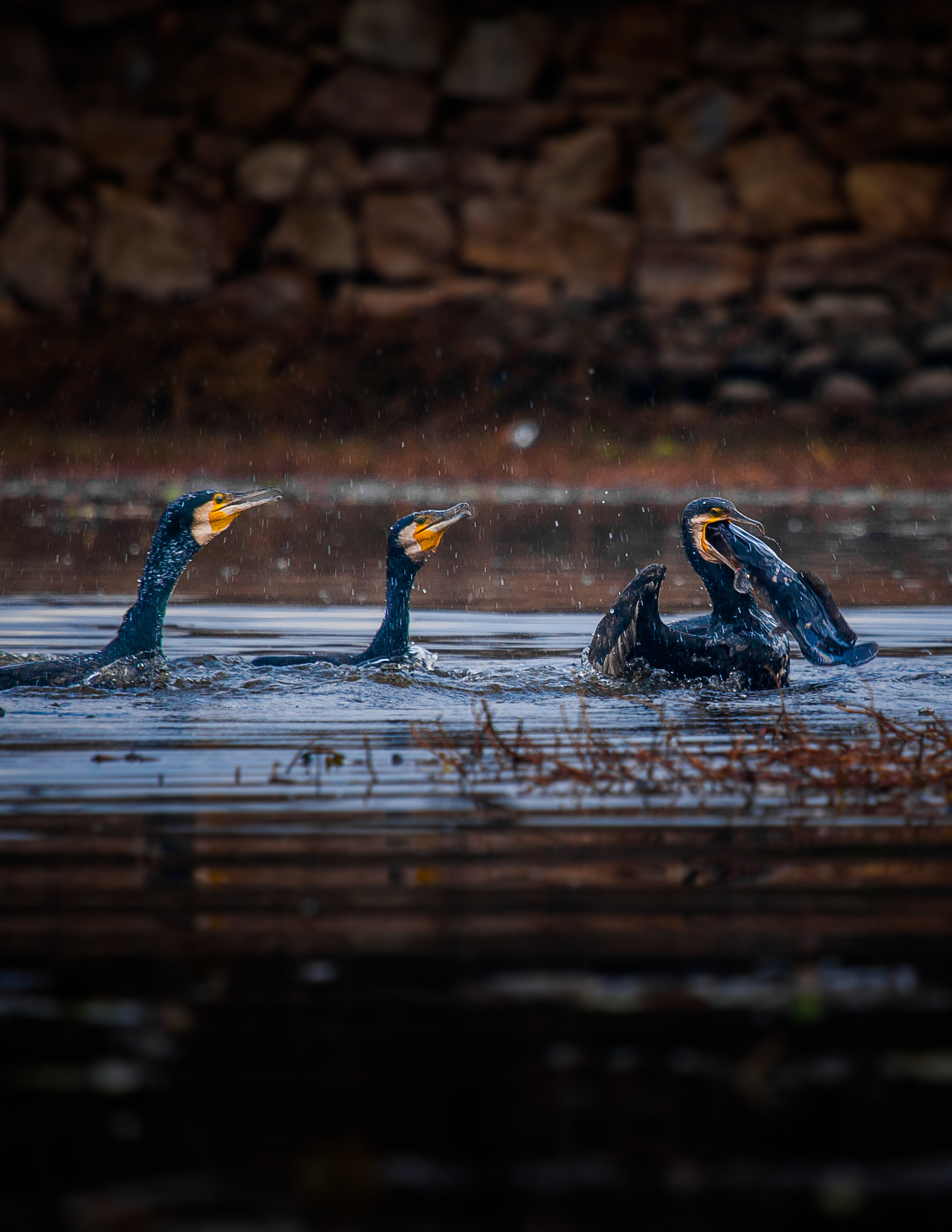 Canon EOS-1D Mark III sample photo. 8.jpg photography