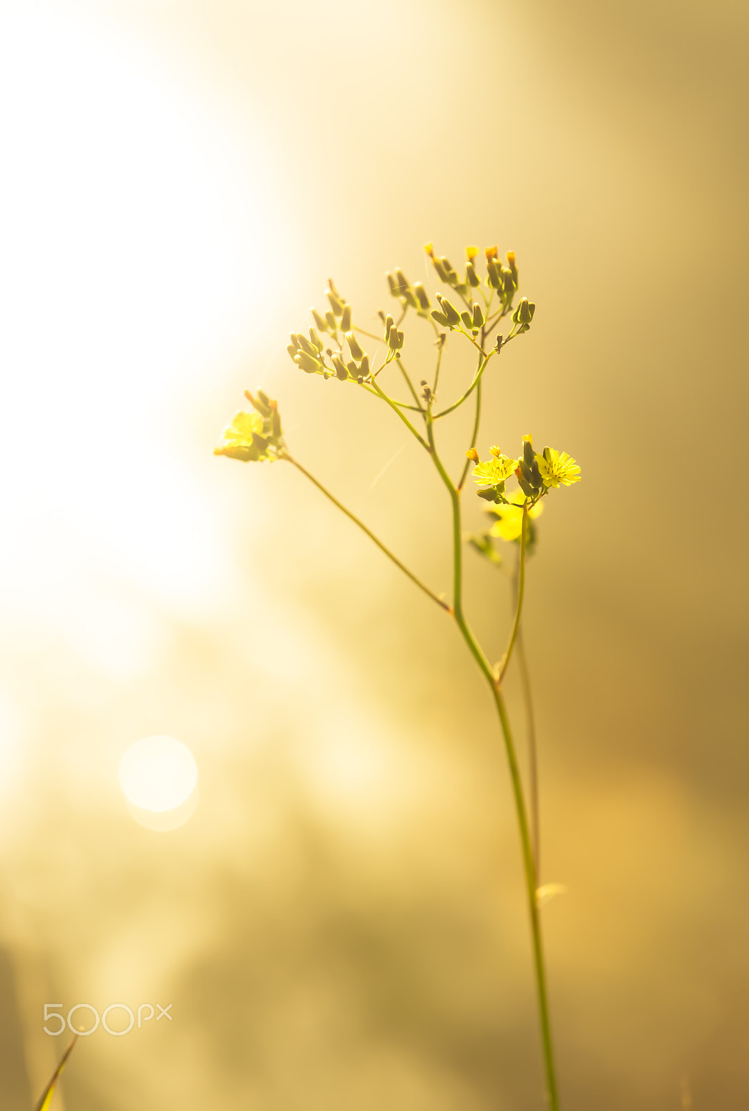 Sigma 50-150mm F2.8 EX APO DC OS HSM sample photo. Golden hour yellow flower photography