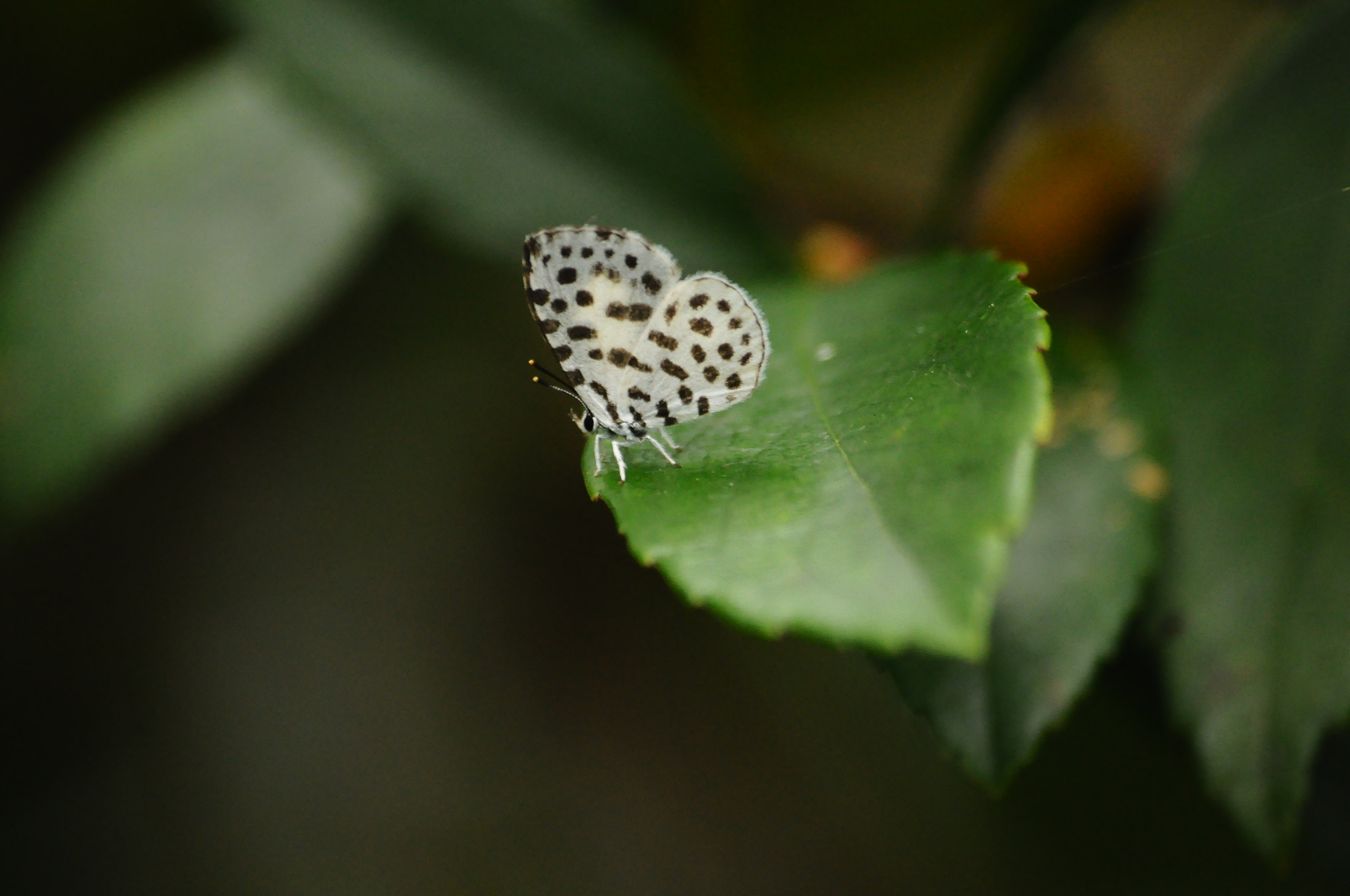 Sigma 70-300mm F4-5.6 APO Macro Super II sample photo. Dot dot dot photography