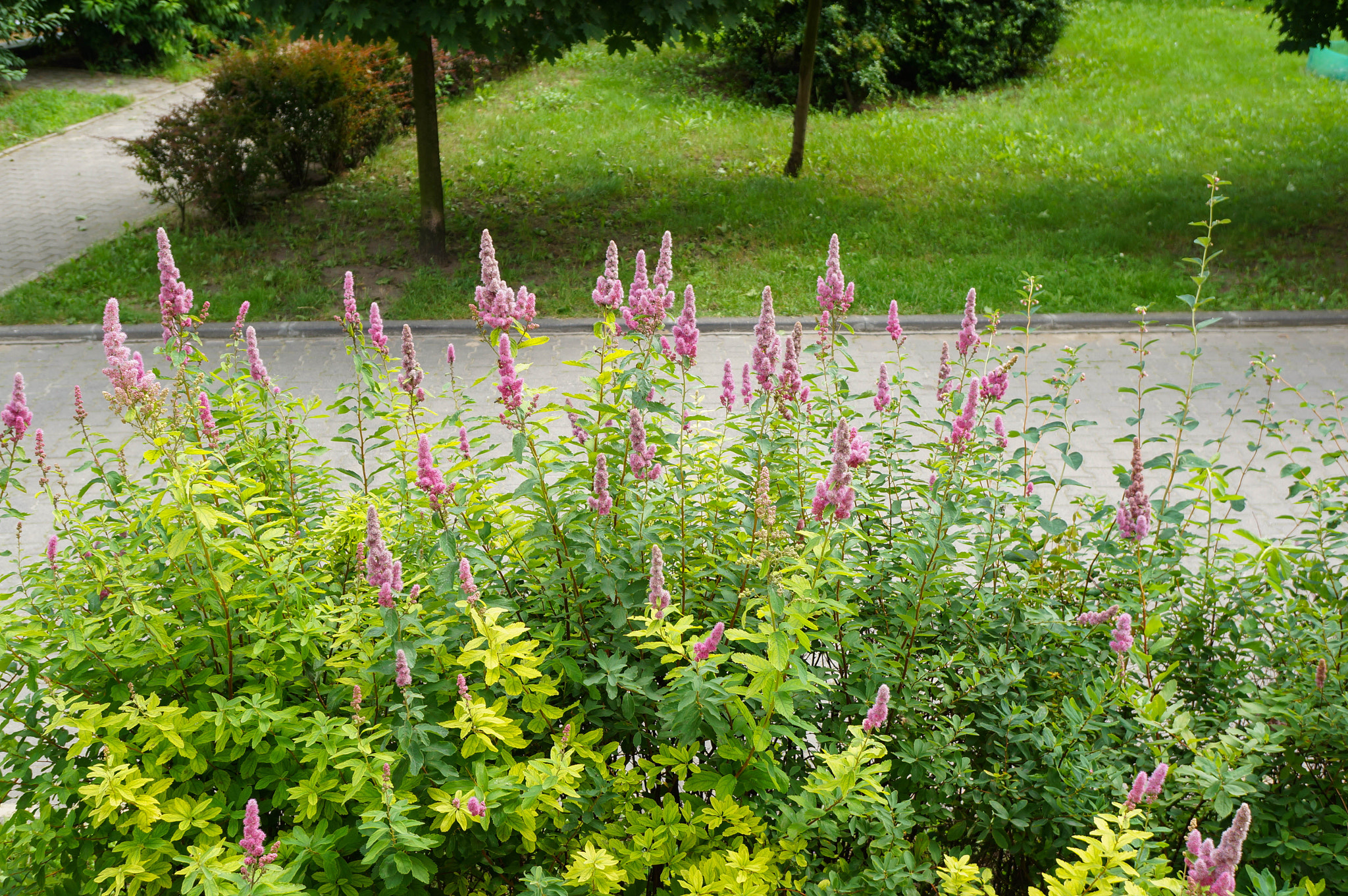 Sony Alpha NEX-5N + Sony E 30mm F3.5 Macro sample photo. Pink flower bush photography