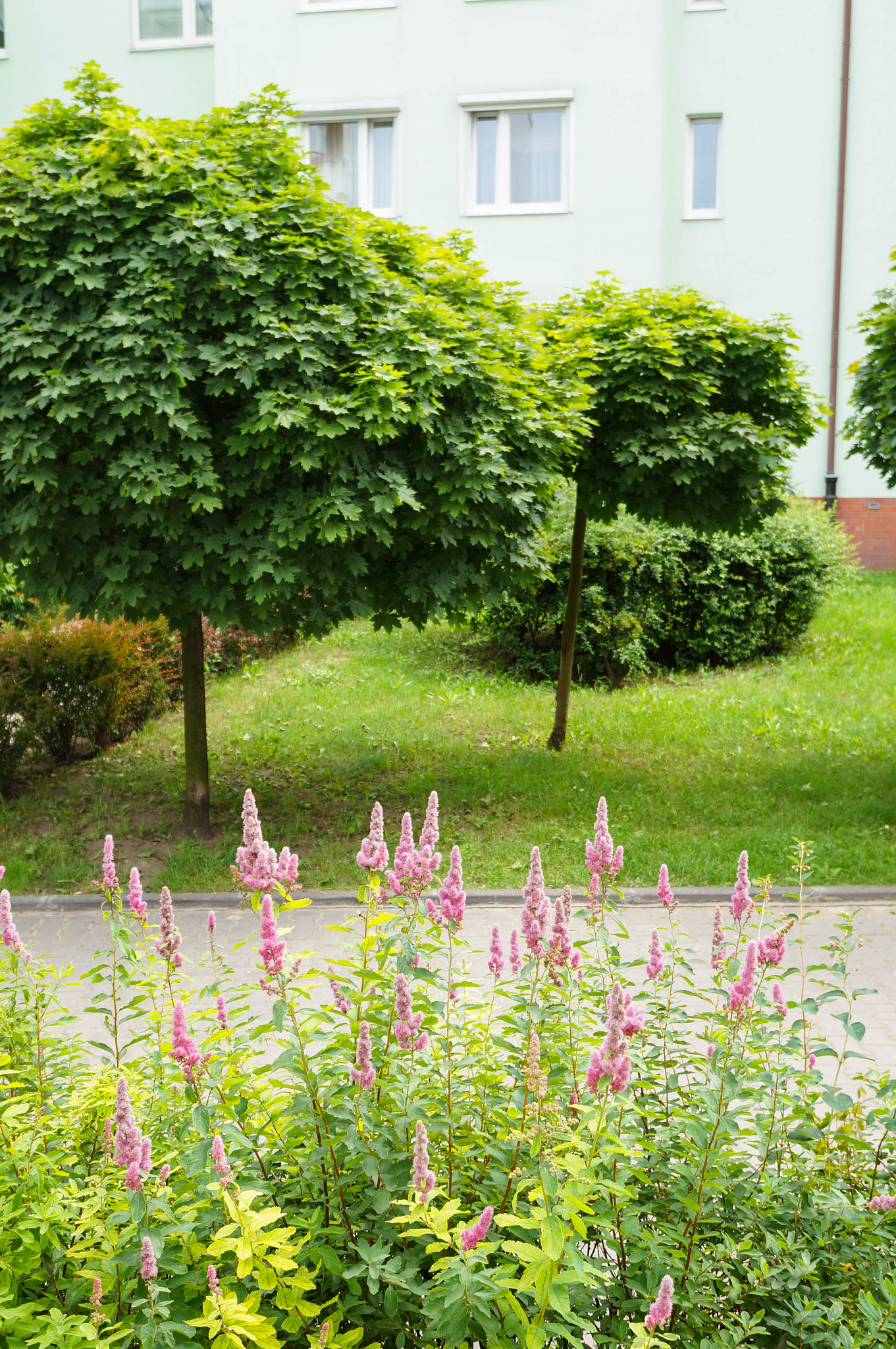 Sony Alpha NEX-5N + Sony E 30mm F3.5 Macro sample photo. Pink flower bush photography