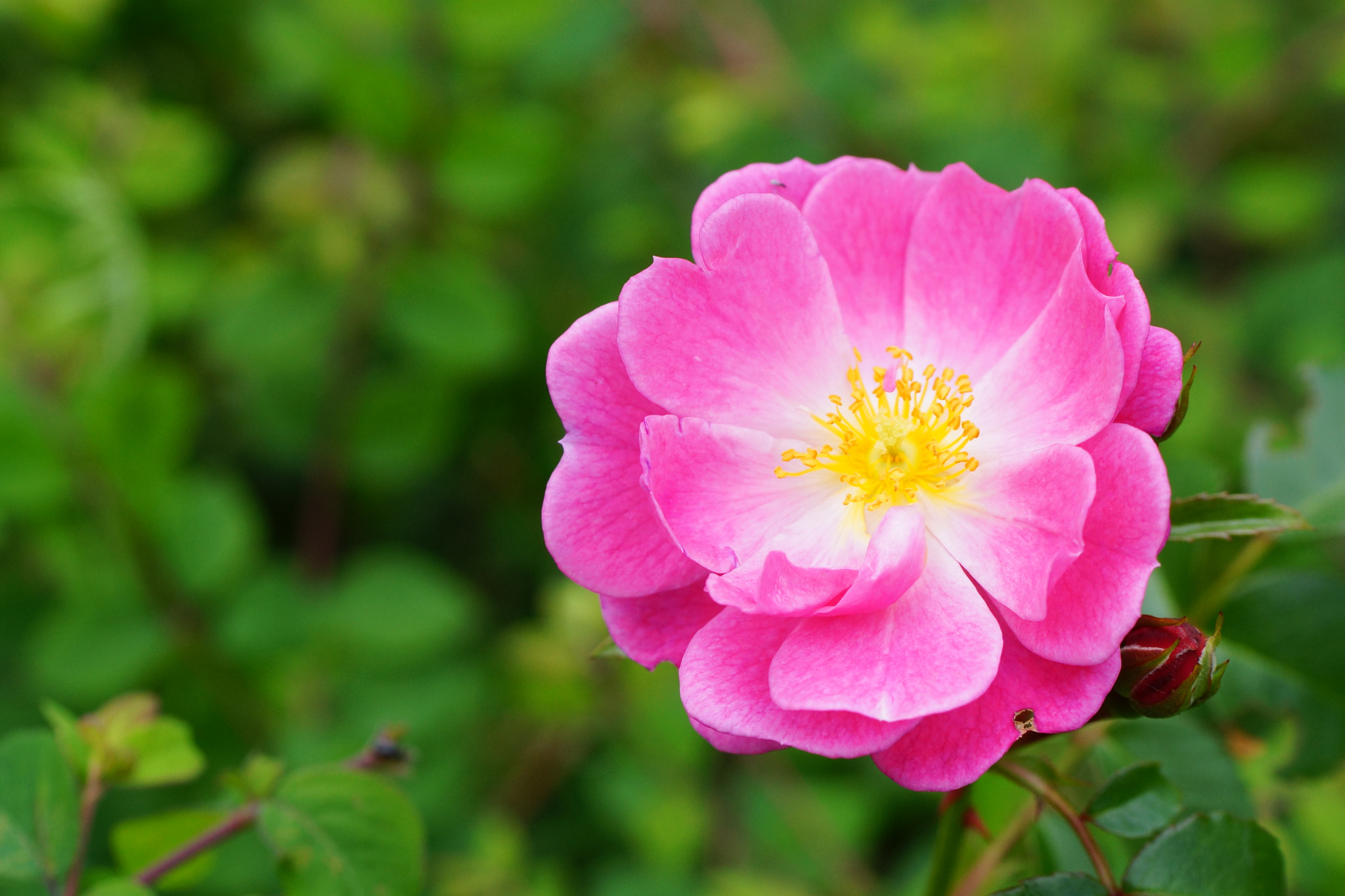 Sony SLT-A77 + Tamron Lens (255) sample photo. Pink rose photography
